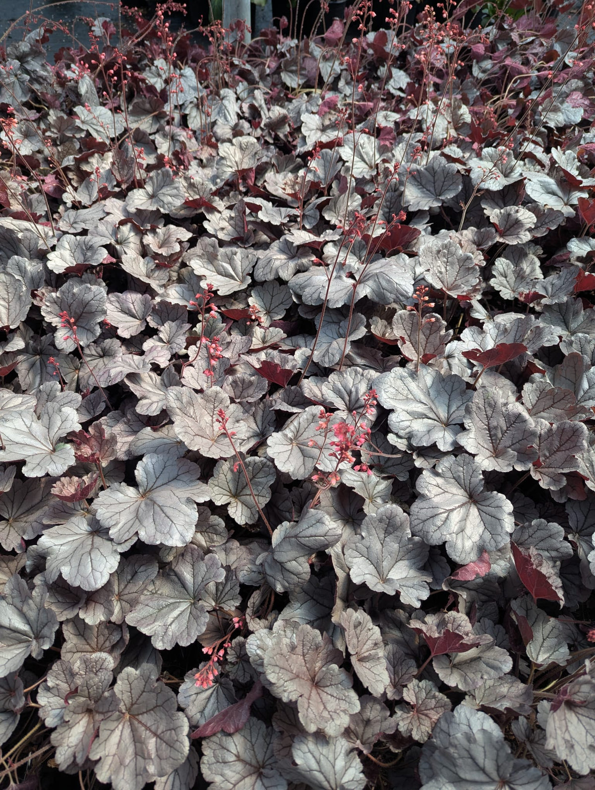 Heuchera x Silverberry (Indian Summer) Coral Bells