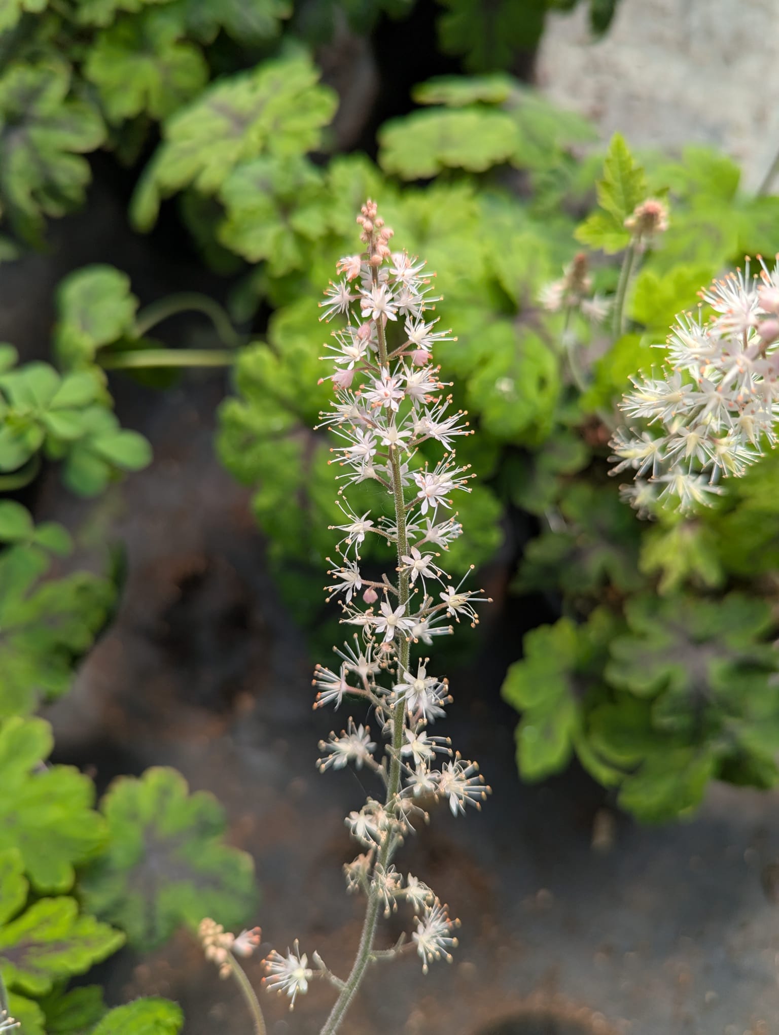 Tiarella x Fingerpaint PP28012 Fingerpaint Foamflower