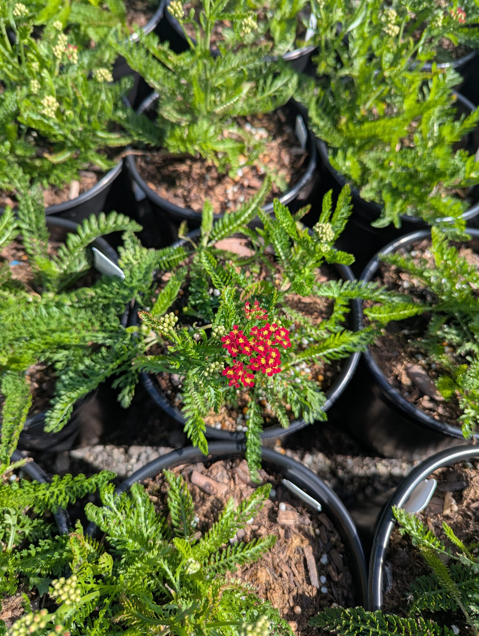 Achillea millefolium New Vintage Red New Vintage Red Yarrow