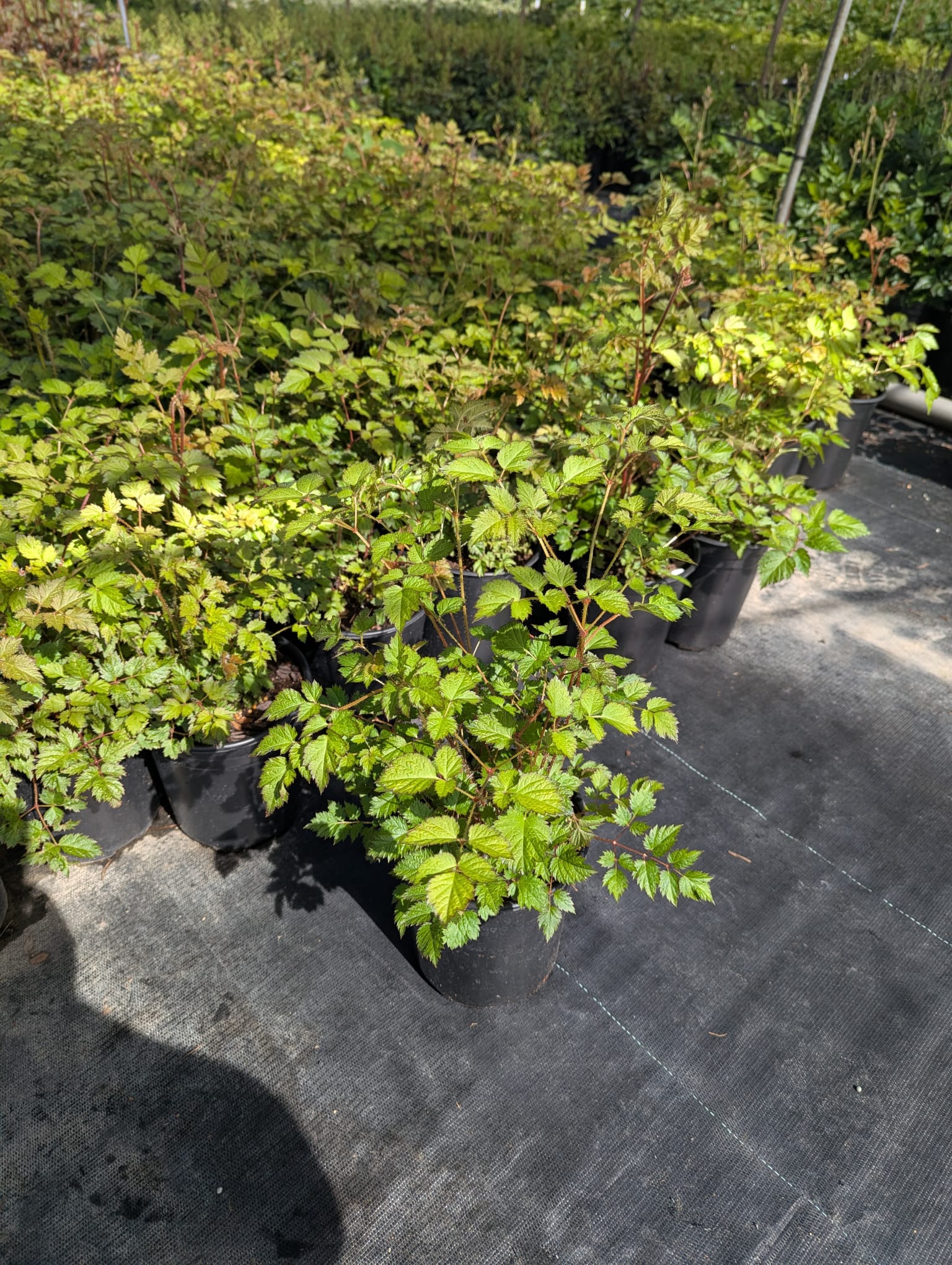 Astilbe x arendsii Color Flash Lime USPP17816 Color Flash Lime Garden Astilbe