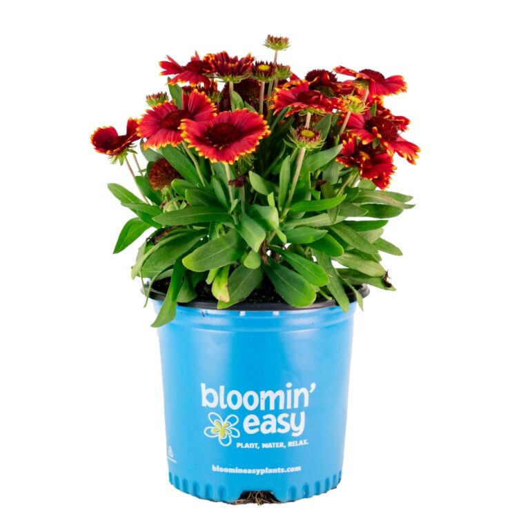 Gaillardia aristata Balgailrey113 Low Rider PPAF Low Rider Blanket Flower
