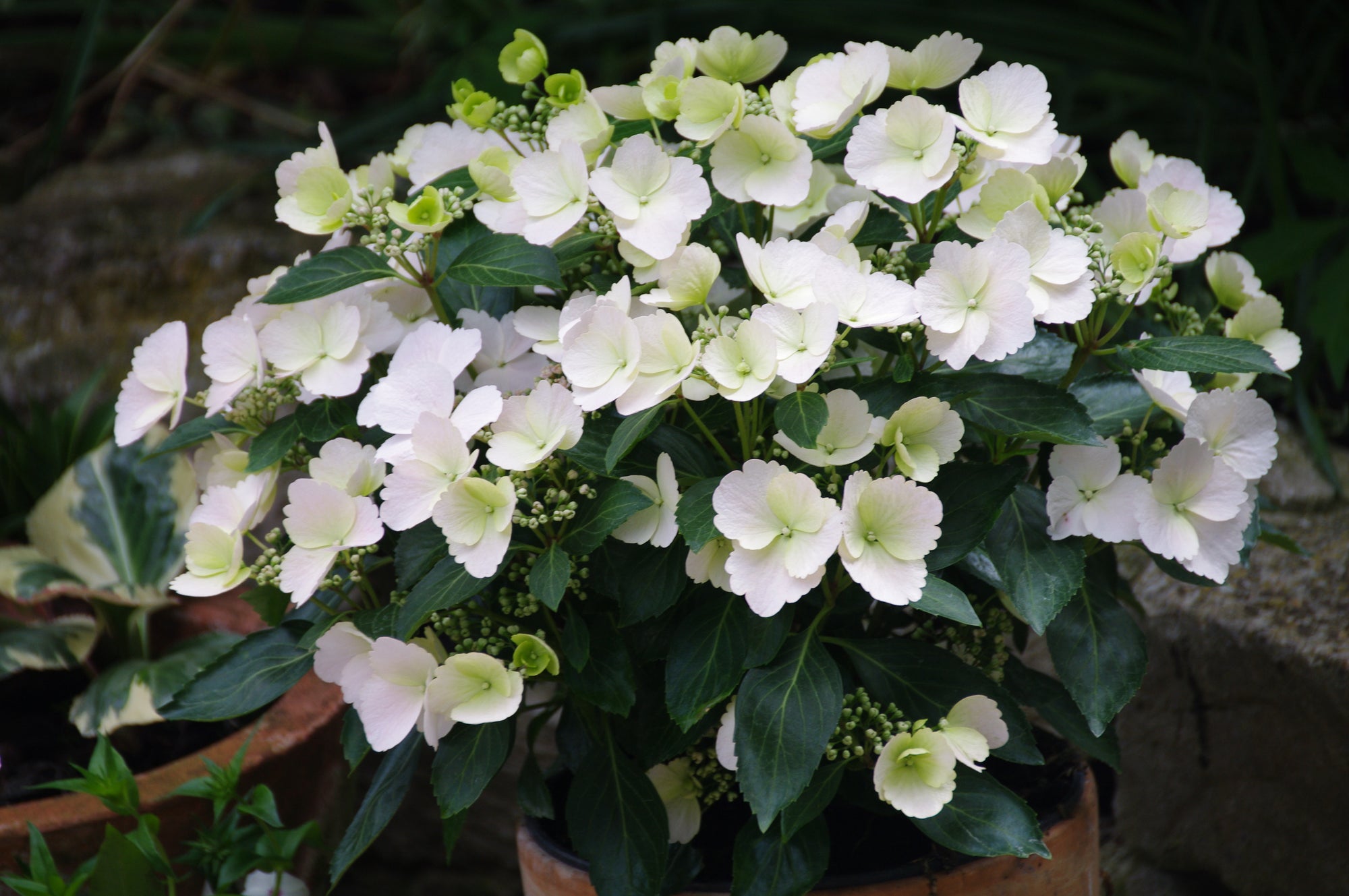 Hydrangea x USHYD0405 Fairytrail Bride PP 31120 Fairytrail Bride Cascade Hydrangea