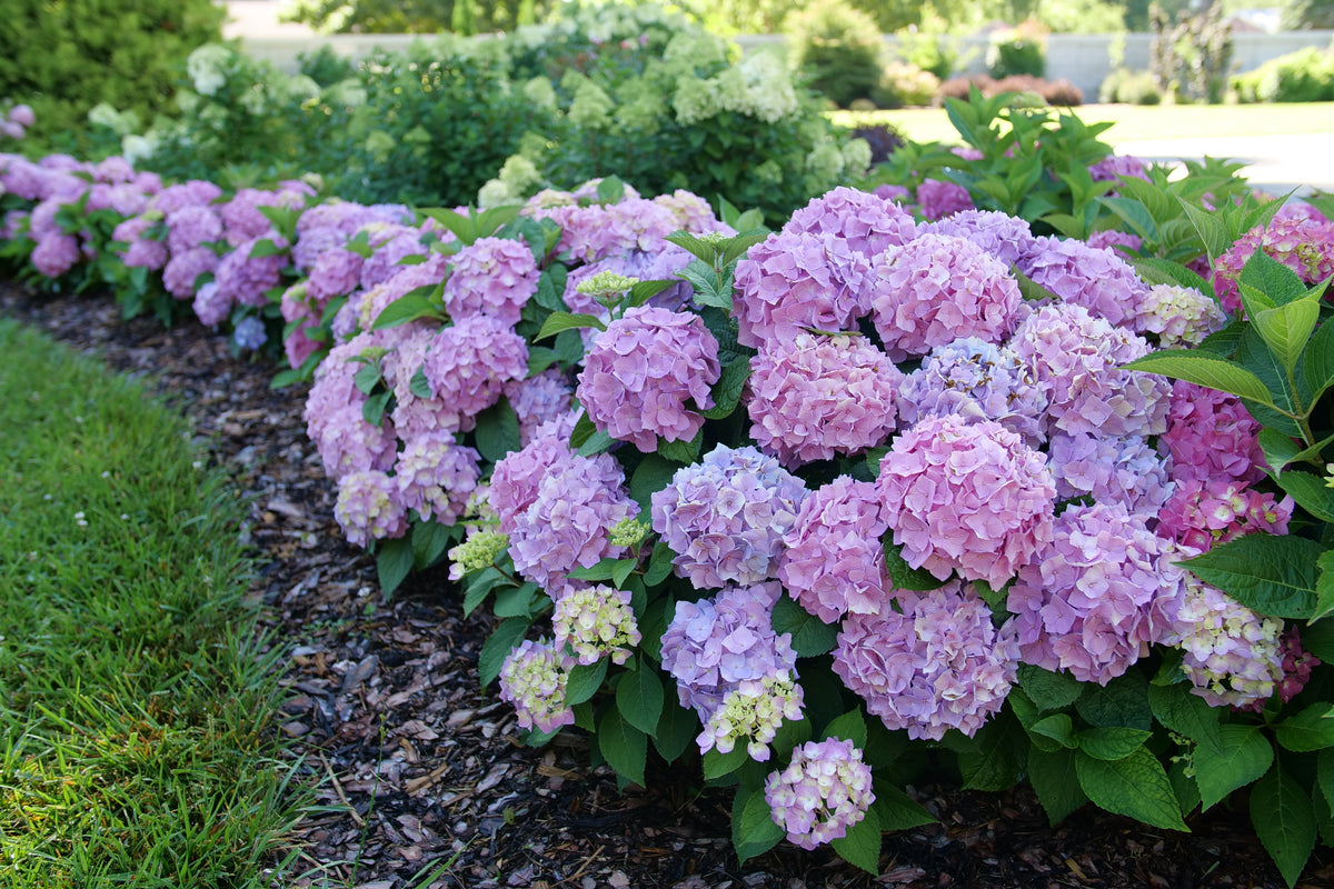 Hydrangea macrophylla x serrata SMNHSME Let's Dance Sky View PP34327, CAN7588 Let's Dance Sky View Bigleaf Hydrangea