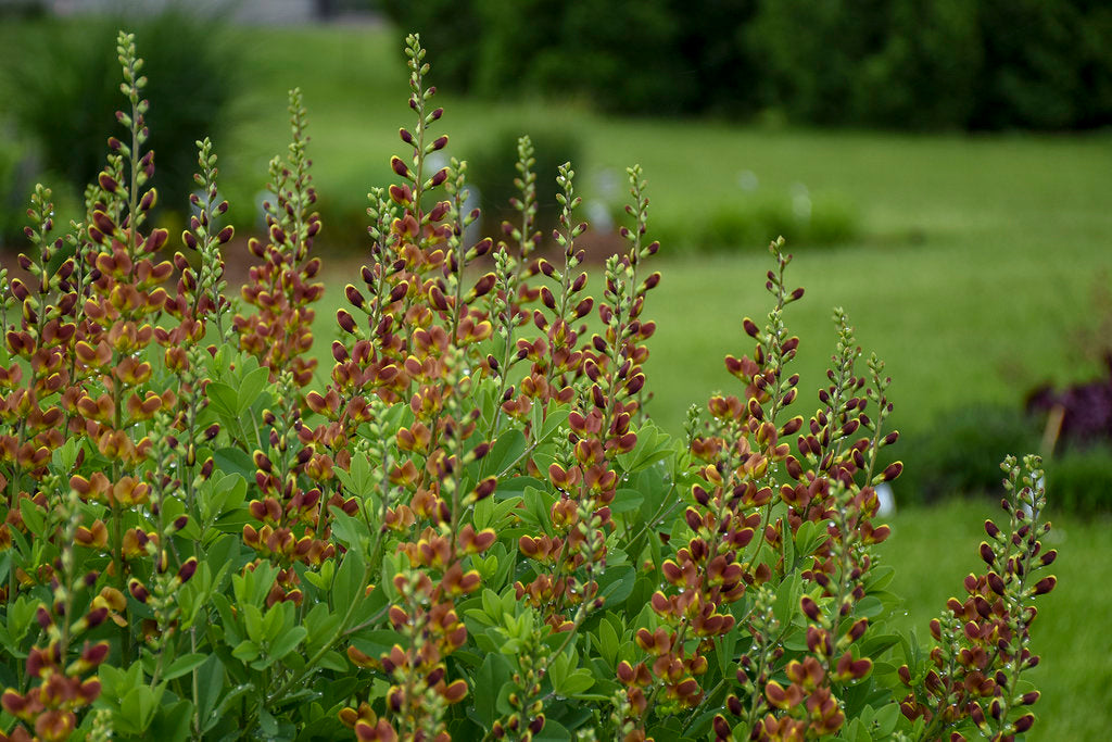 Baptisia x Cherries Jubilee PP23907, CP5332 Cherries Jubilee False Indigo