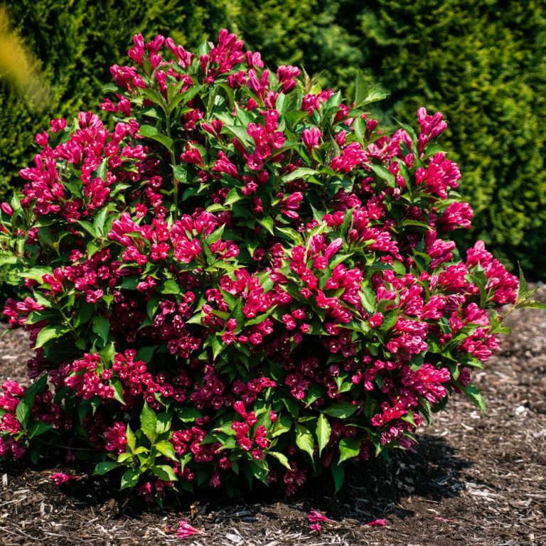 Weigela x Watermelon Kisses JS4 USPPAF, CPBRAF Watermelon Kisses Weigela