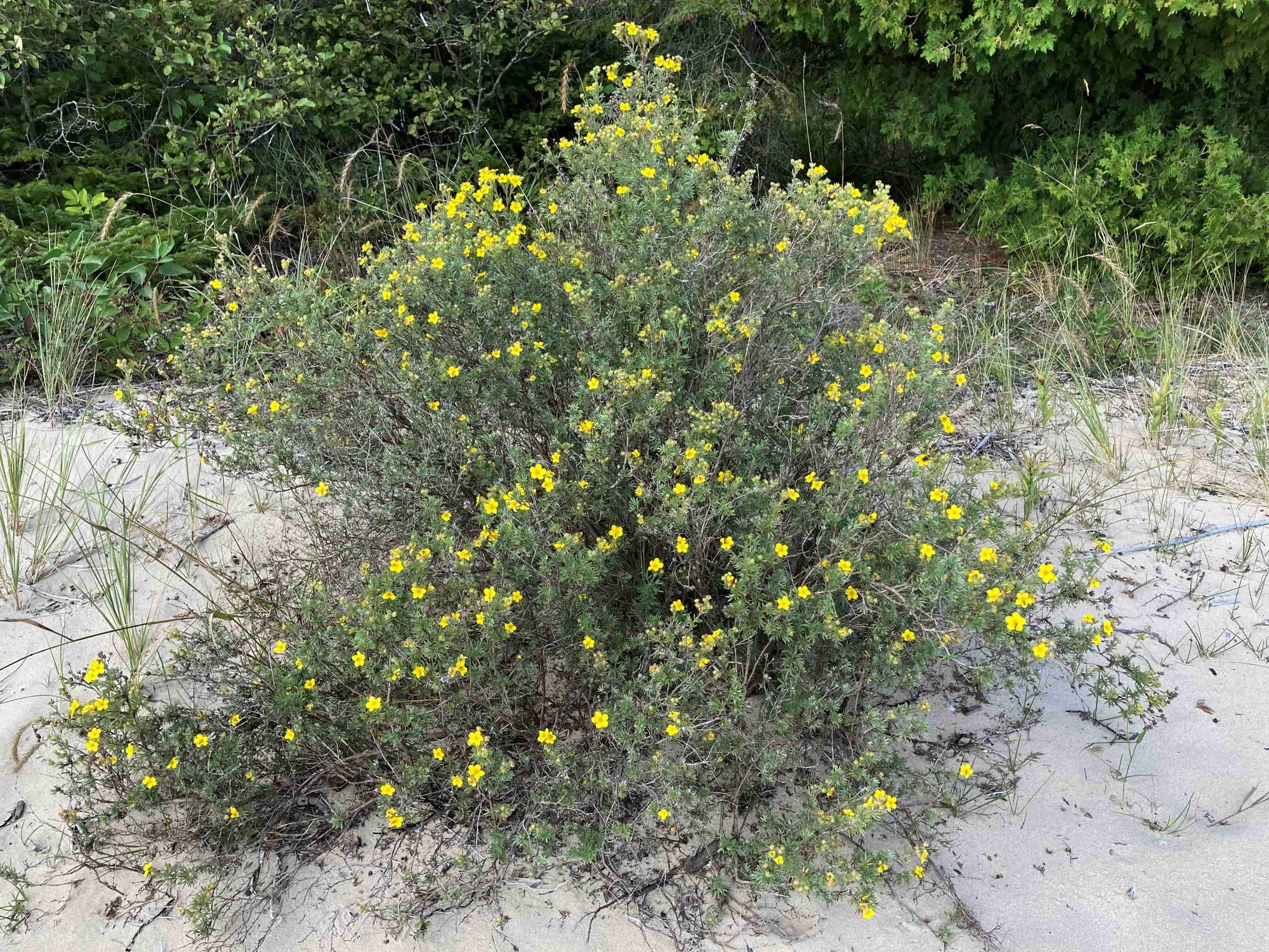Potentilla fruticosa Shrubby Cinquefoil