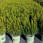 Buxus x NewGen Freedom SB 300 PP32421 NewGen Freedom Boxwood