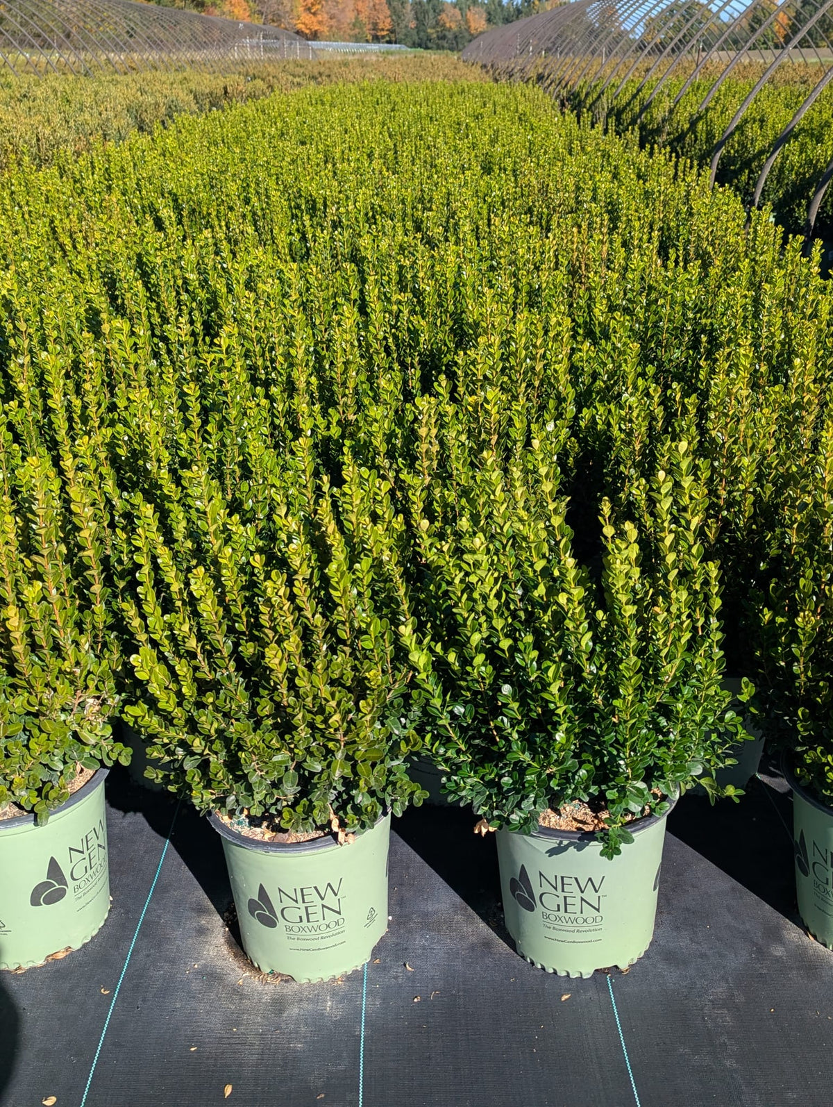 Buxus x NewGen Freedom SB 300 PP32421 NewGen Freedom Boxwood