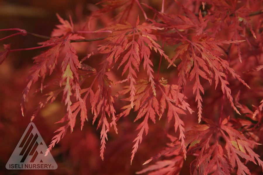 Acer palmatum dissectum Seiryu Green Dragon Japanese Maple
