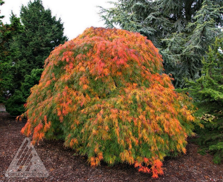 Acer palmatum var. dissectum Viridis Green Cutleaf Japanese Maple