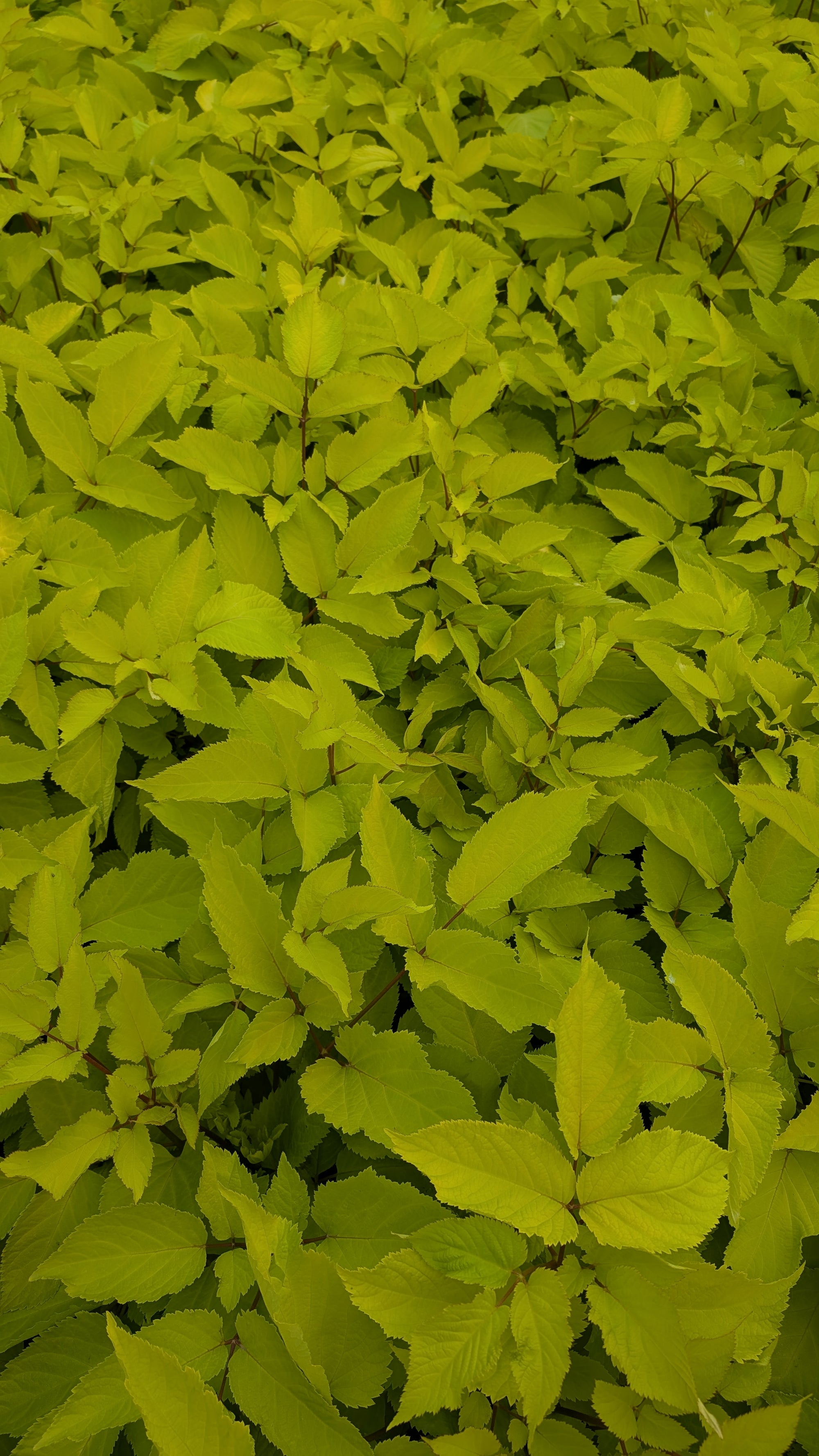 Aralia cordata Sun King Golden Japanese Spikenard
