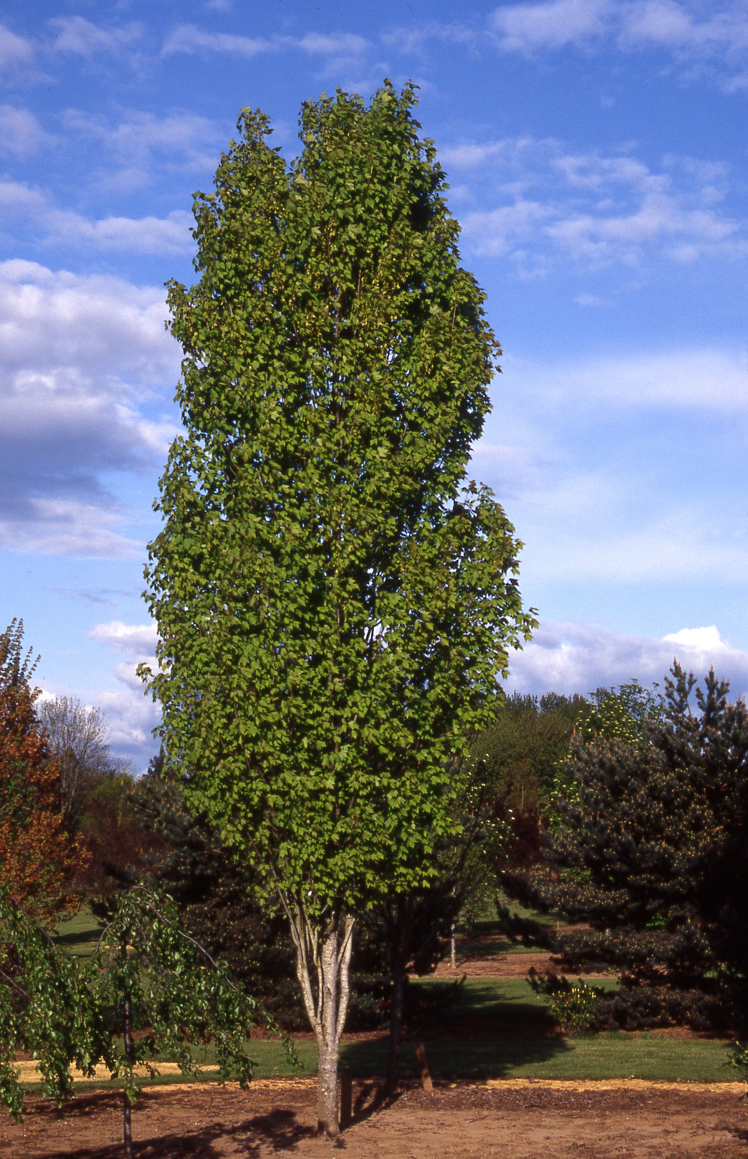 Acer rubrum Bowhall Bowhall Maple