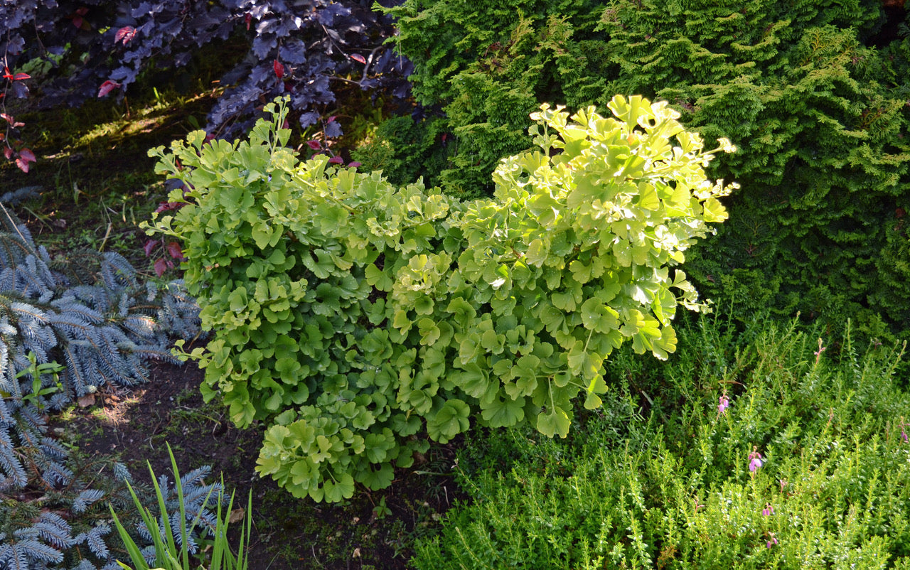 Ginkgo biloba Mariken Mariken Maidenhair Tree