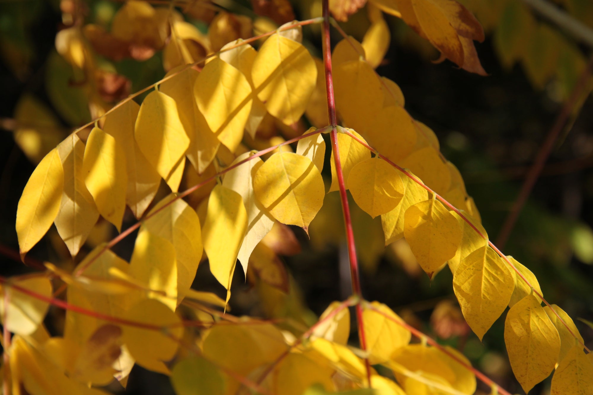Gymnocladus dioicus Espresso Espresso JFS Espresso Kentucky Coffee Tree