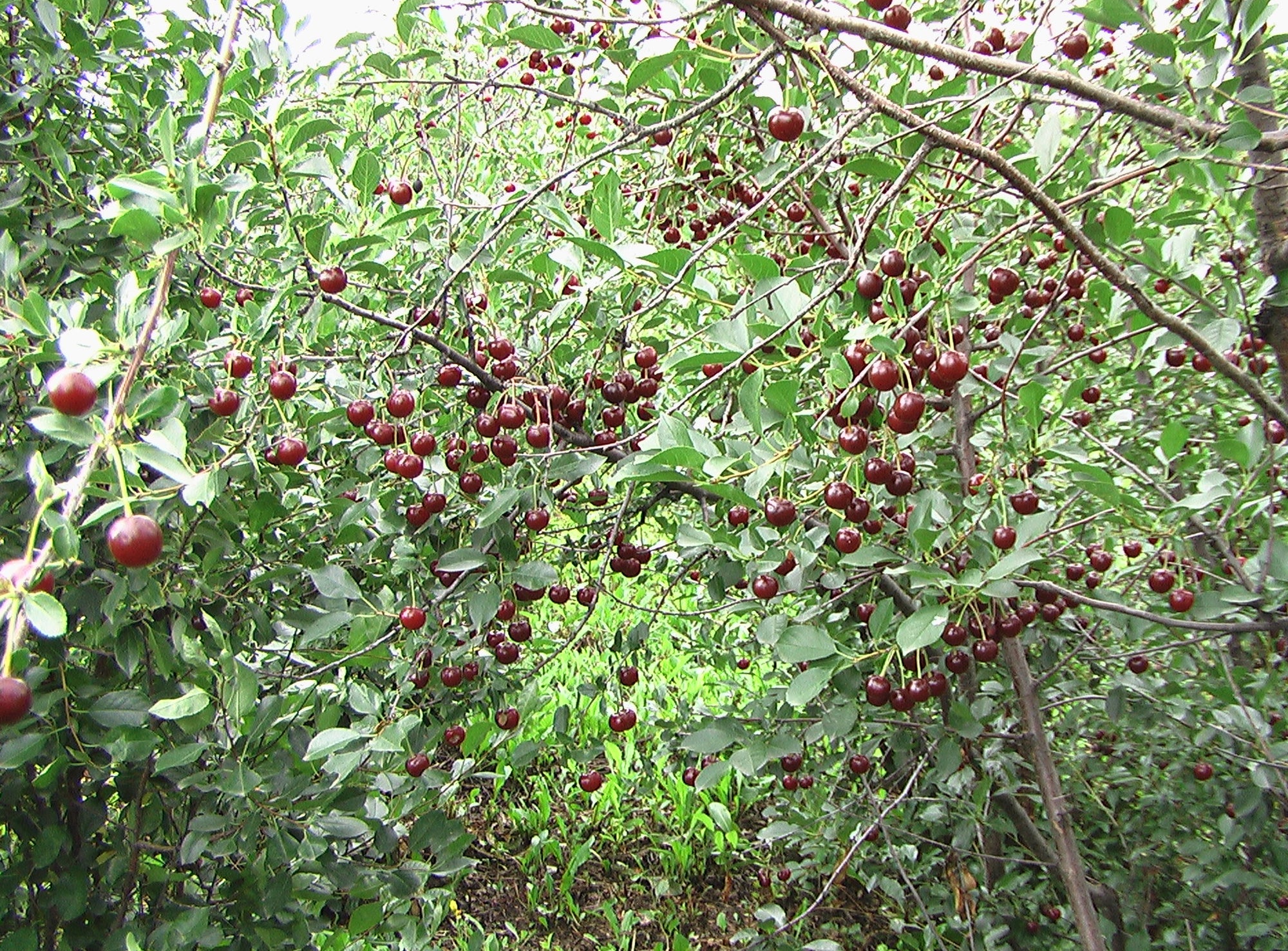 Cherry shrub Cupid CPBR4853 Cupid Cherry