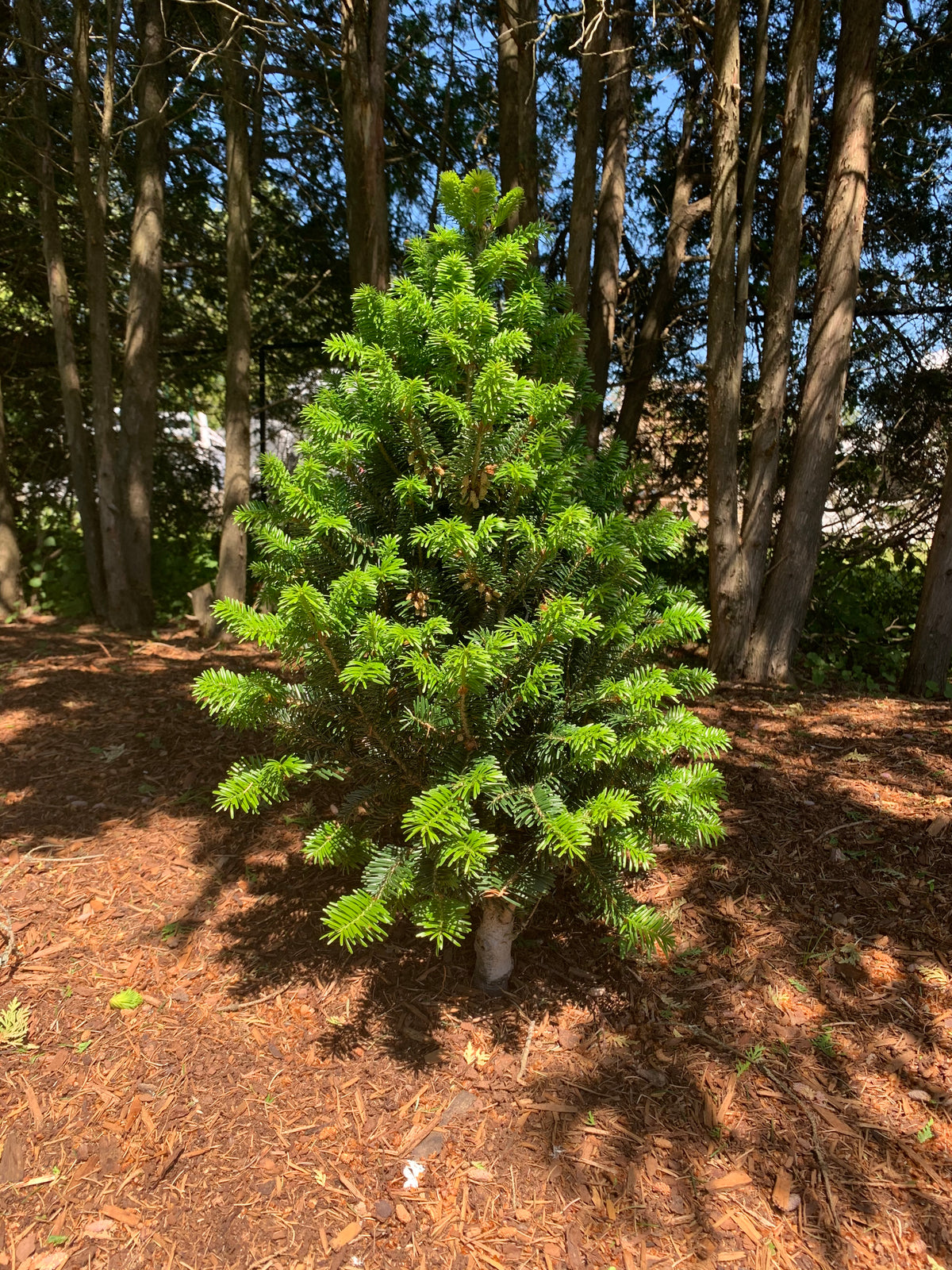 European Silver Tree Pyramidal European Silver Fir – GardenTap