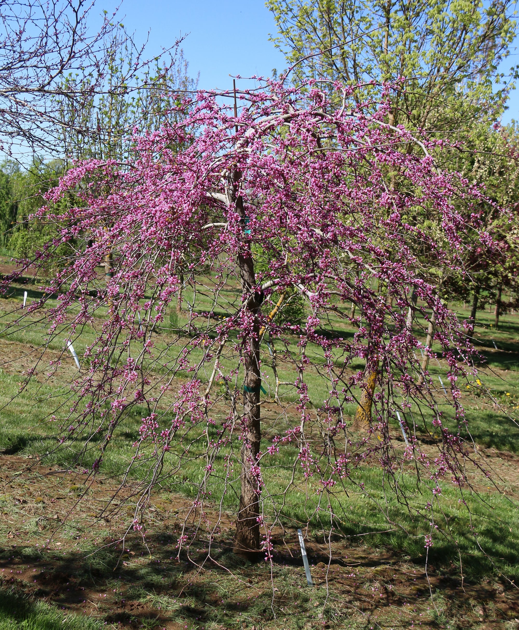 Cercis canadensis Pink Heartbreaker PP23043 Pink Heartbreaker Redbud