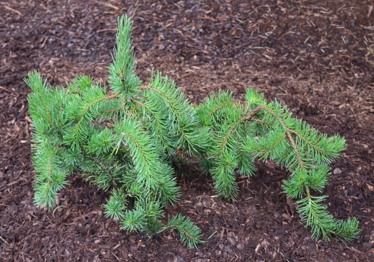 Pinus banksiana Uncle Fogy Uncle Fogy Jack Pine