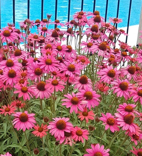 Echinacea x Glowing Dream PP18933, COPF Glowing Dream Coneflower