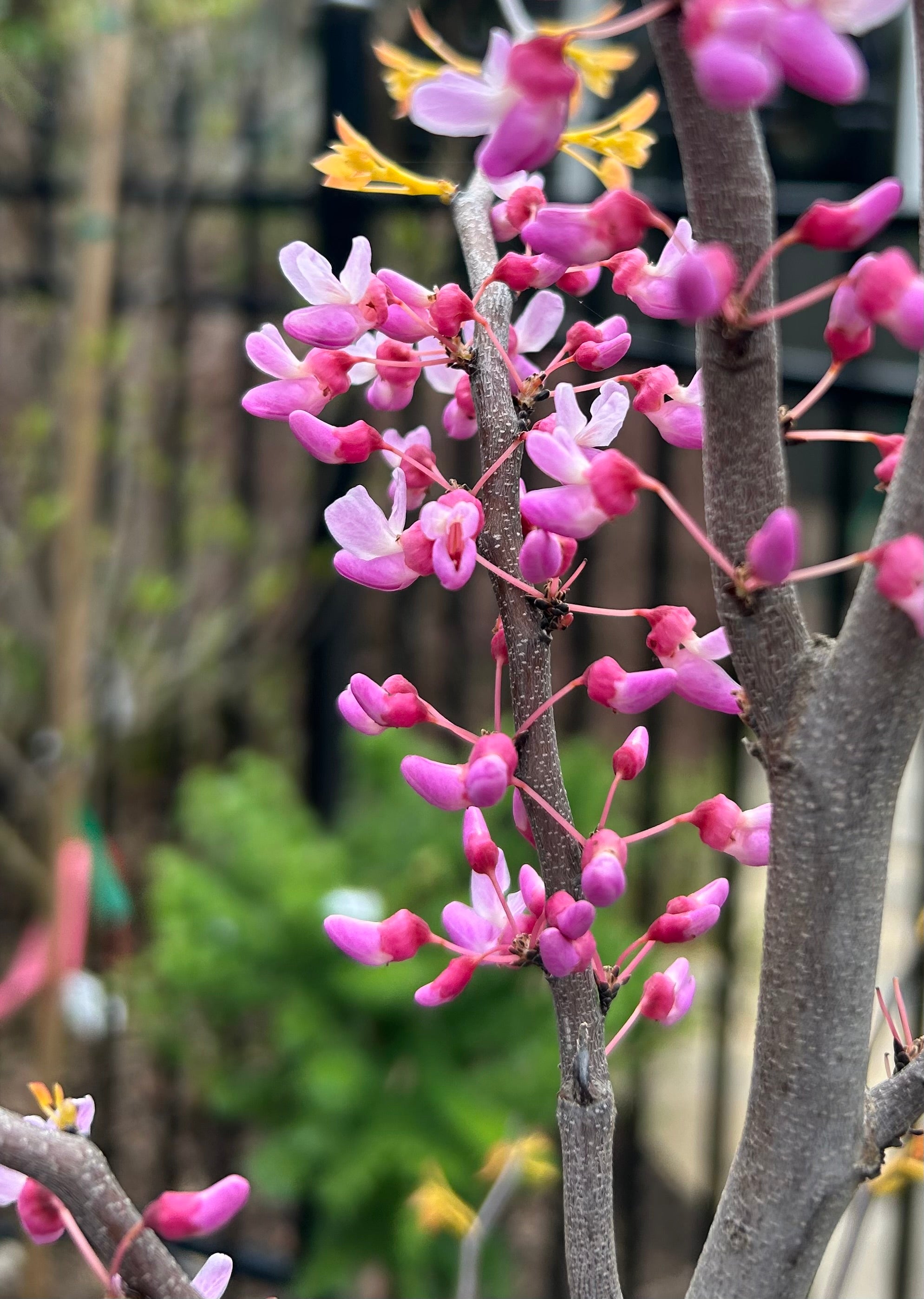 Cercis canadensis The Rising Sun JN2 PP21451 The Rising Sun Redbud
