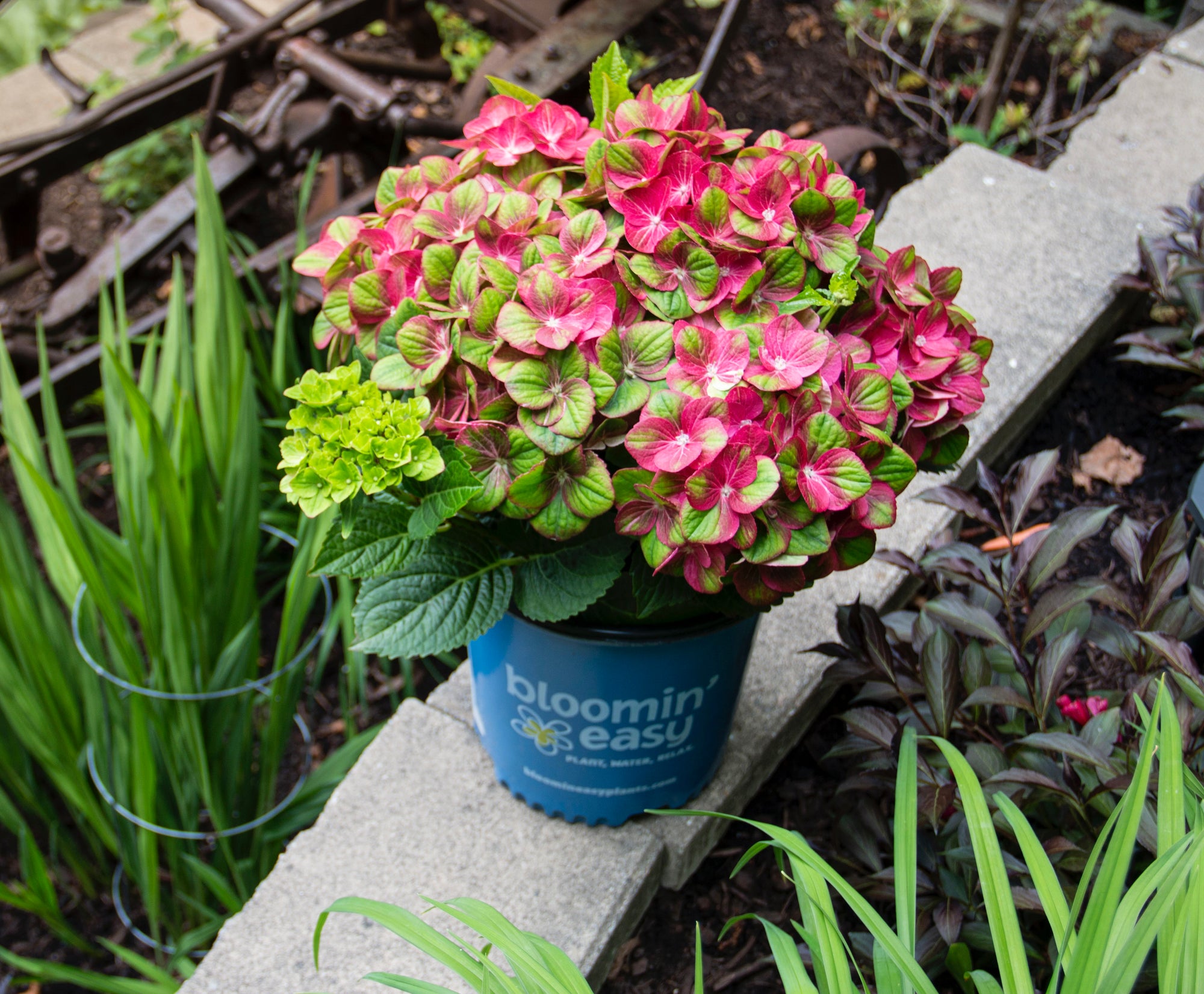 Hydrangea macrophylla Tilt A Swirl QUFU PP26426, CP5408 Tilt A Swirl Hydrangea