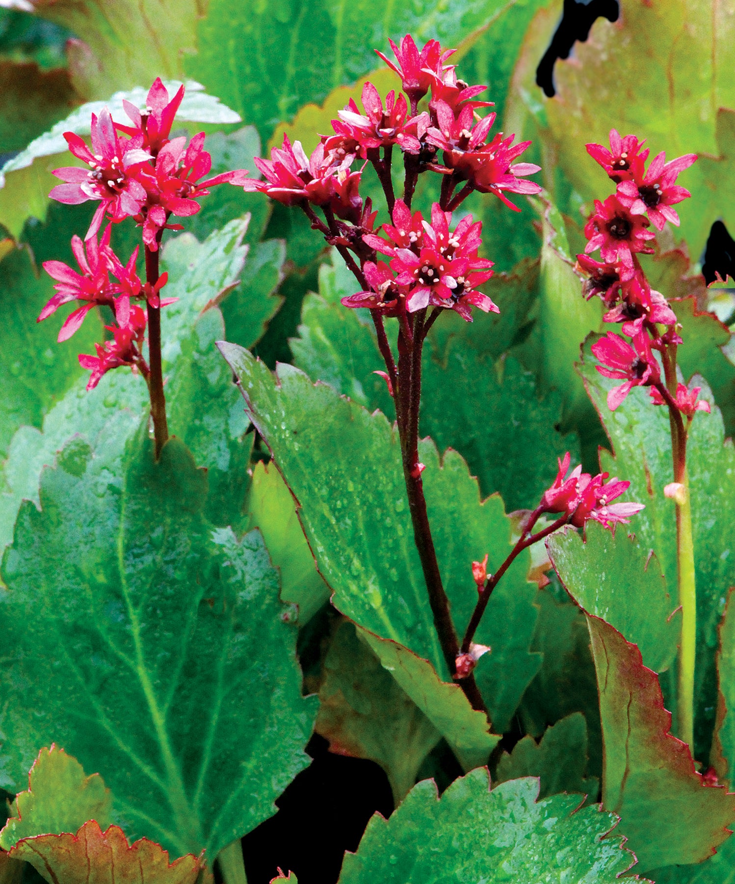 Mukgenia x Nova Flame Nova Flame Nova Flame Mukgenia