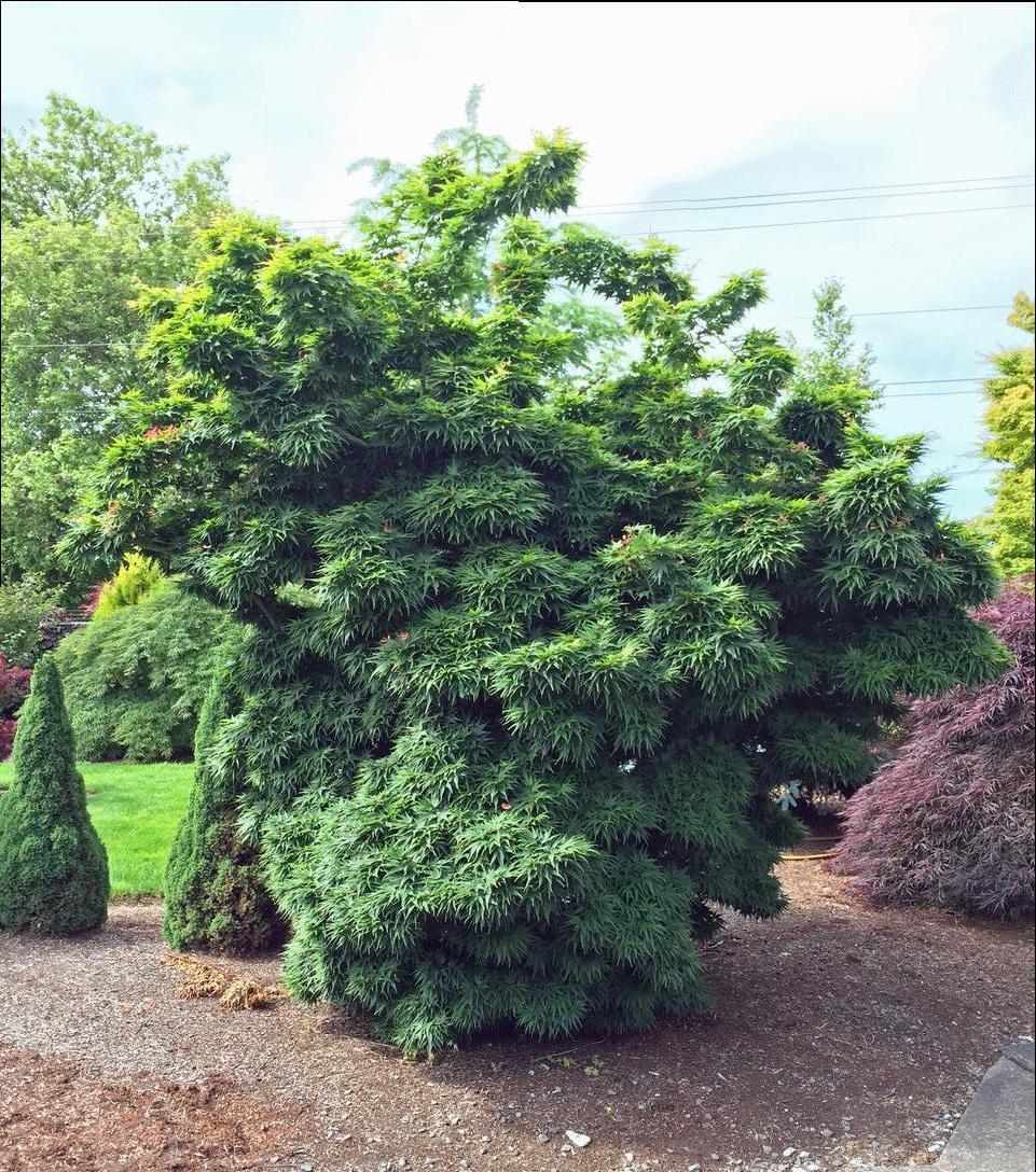 Acer palmatum Mikawa Yatsubusa Mikawa Yatsubusa Japanese Maple
