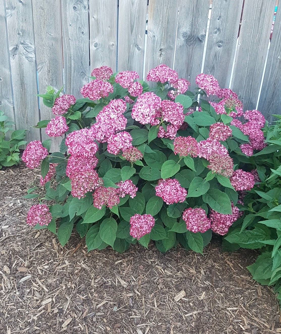 Hydrangea arborescens Invincibelle Ruby NCHA3 PP20765, CPBR4159 Invincibelle Ruby Hydrangea