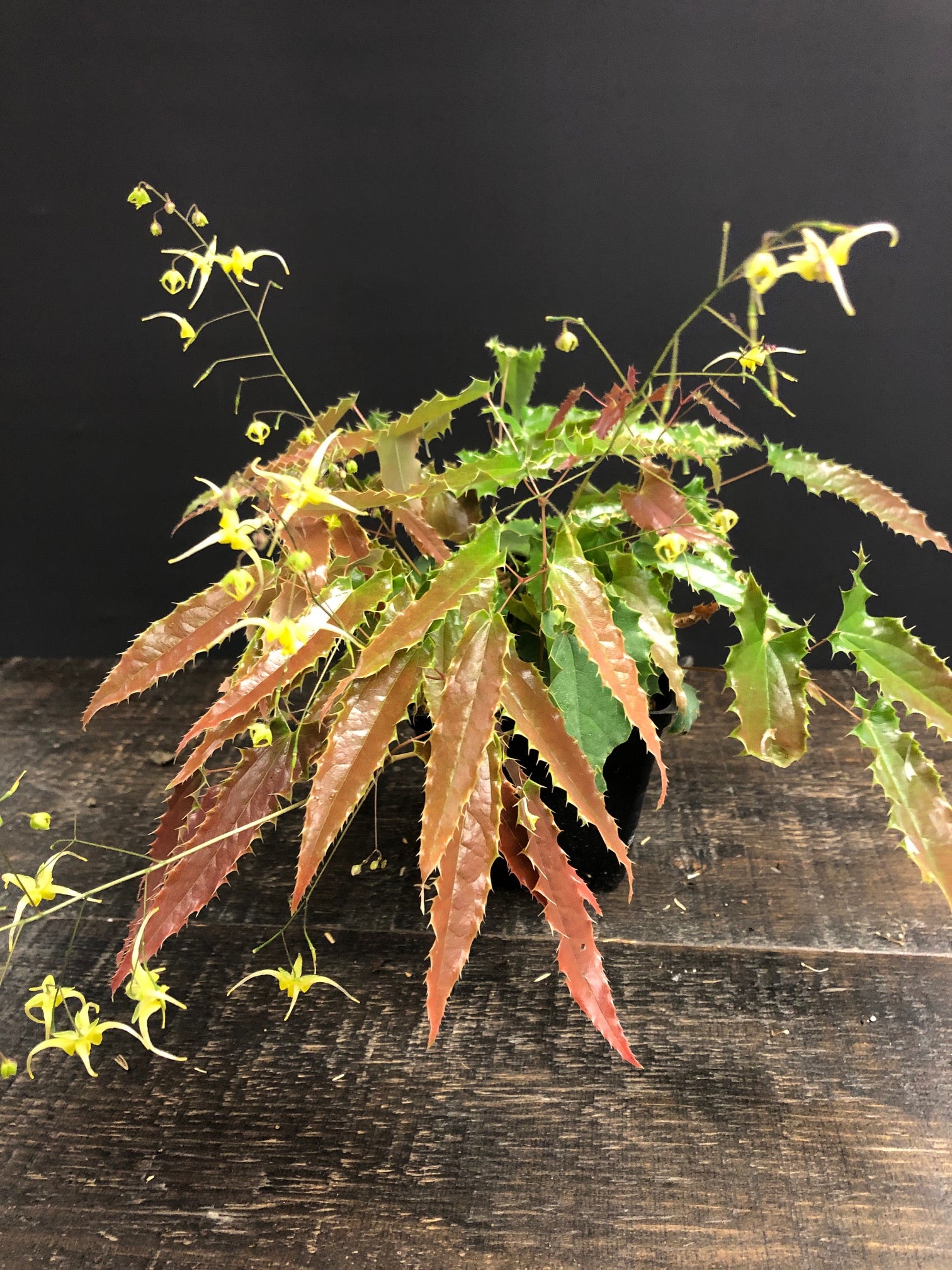 Epimedium x Sphinx Twinkler Spine Tingler Sphinx Twinkler Barrenwort