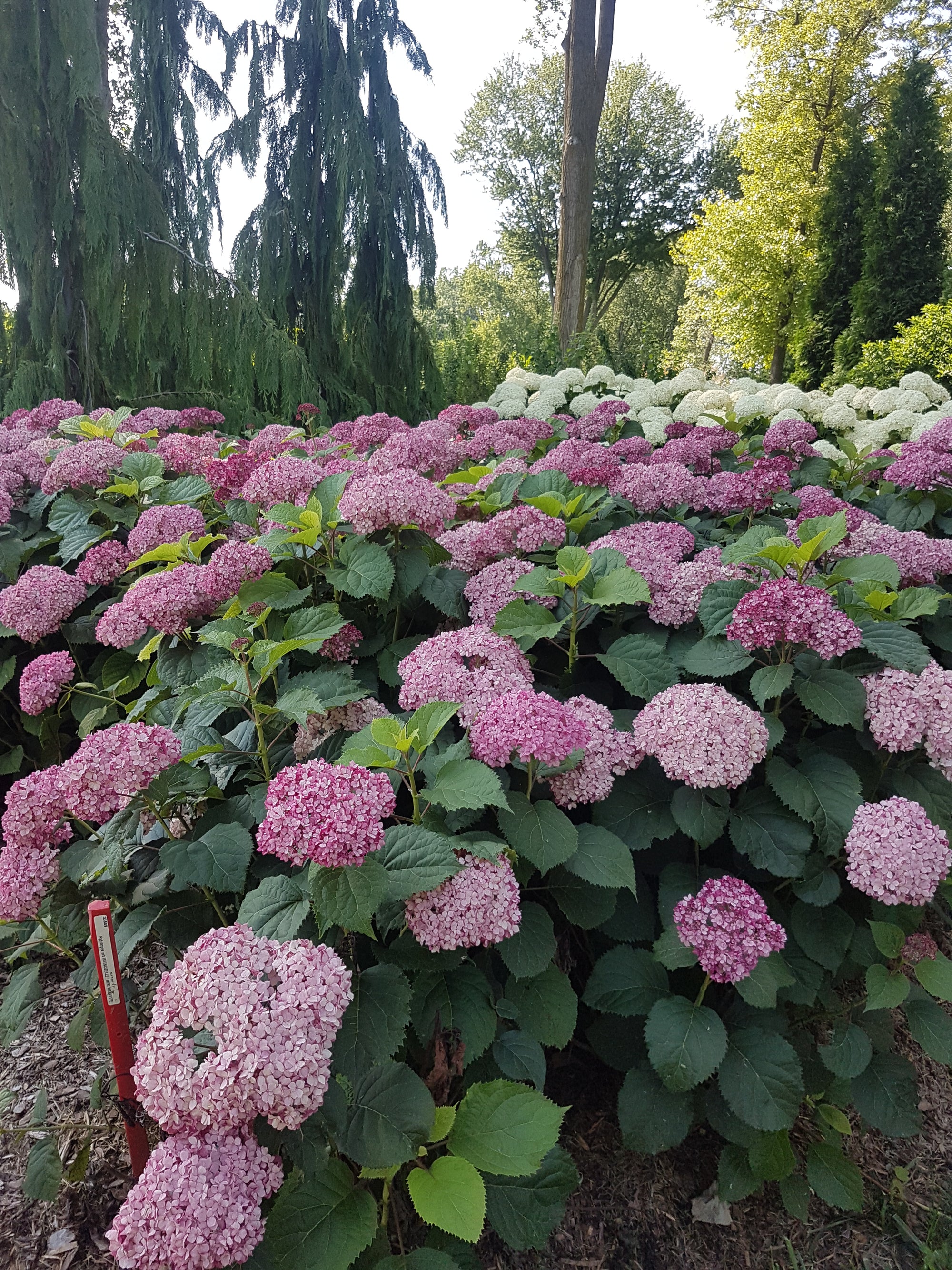 Hydrangea arborescens Invincibelle Mini Mauvette NCHA7 PP30358, CPBRAF Invincibelle Mini Mauvette Hydrangea