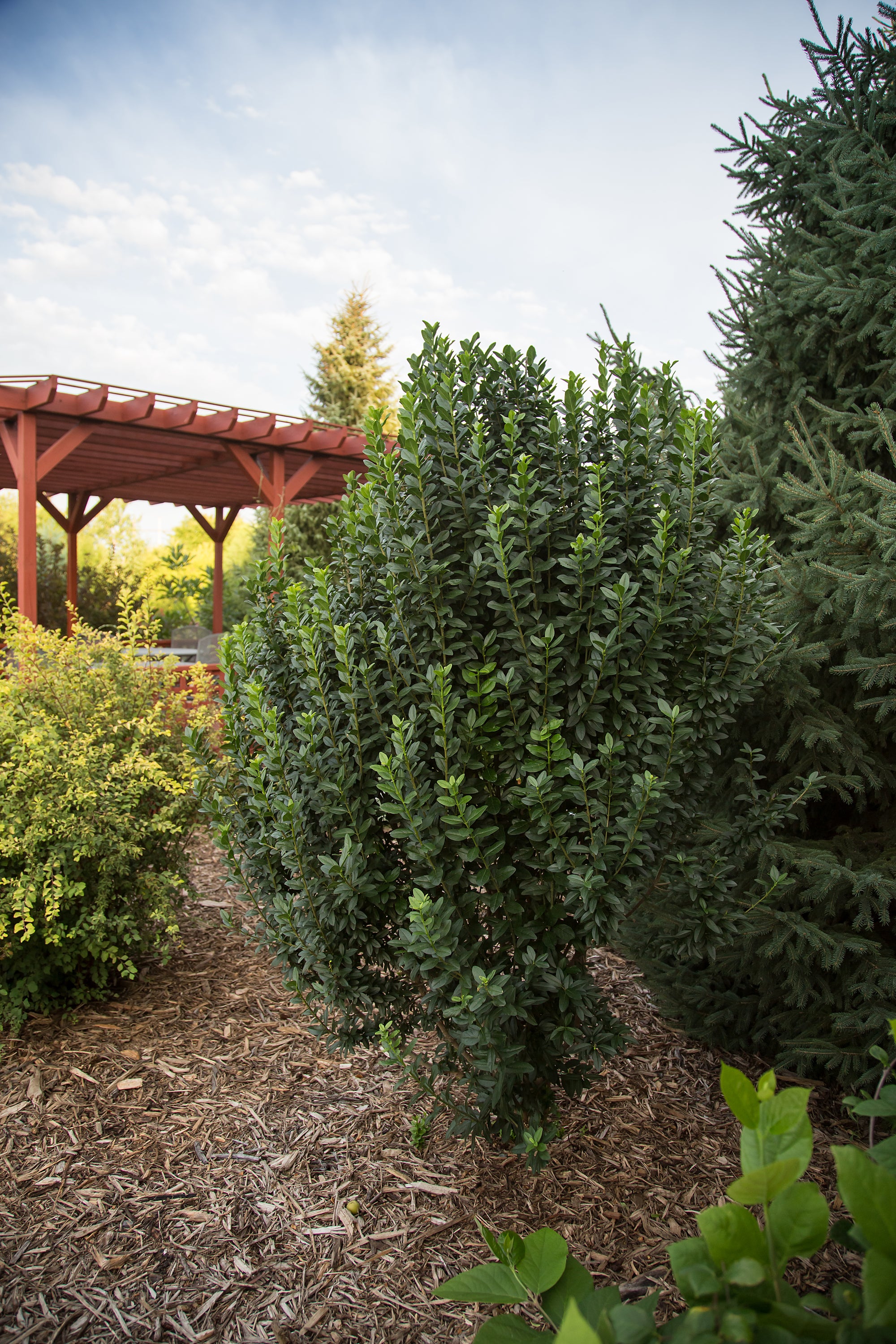 Ligustrum vulgare Straight Talk Swift Straight Talk Privet