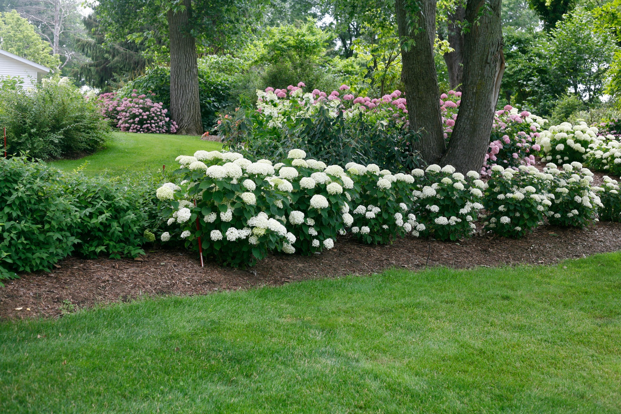 Hydrangea arborescens Invincibelle Limetta NCHA8 PP30431, CPBRAF Invincibelle Limetta Hydrangea