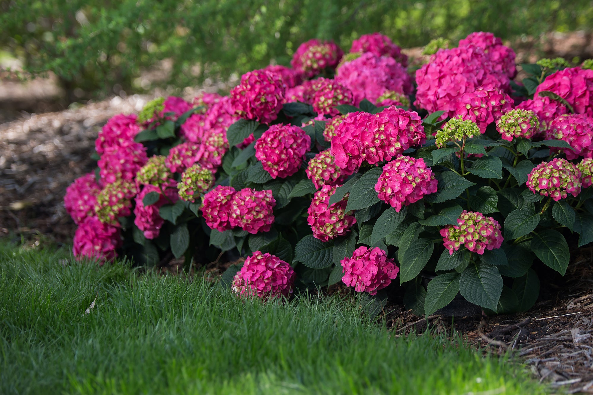 Hydrangea macrophylla Endless Summer Summer Crush Bailmacfive PP30359 Summer Crush Hydrangea