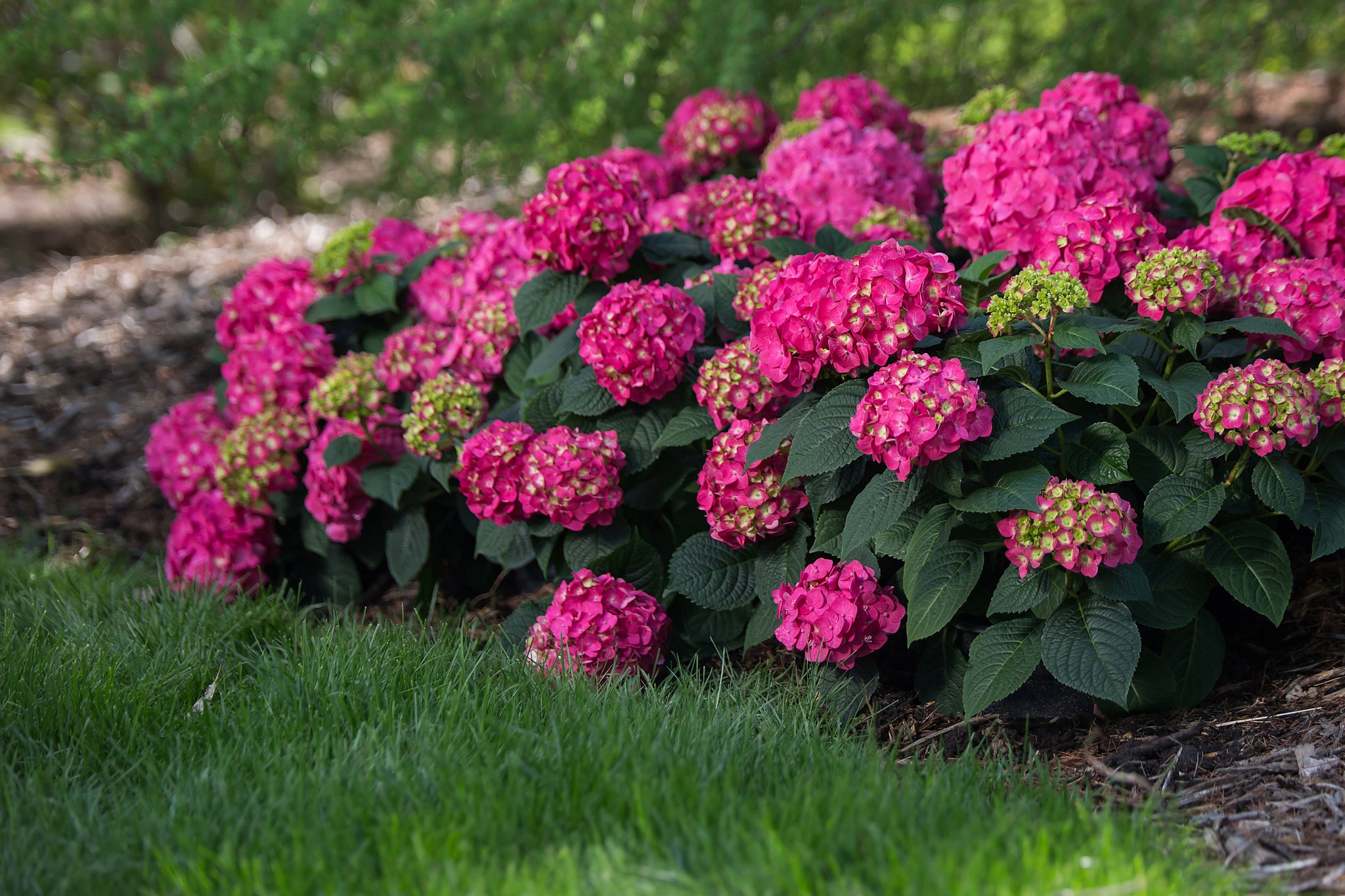 Hydrangea macrophylla Endless Summer Summer Crush Bailmacfive PP30359 Summer Crush Hydrangea