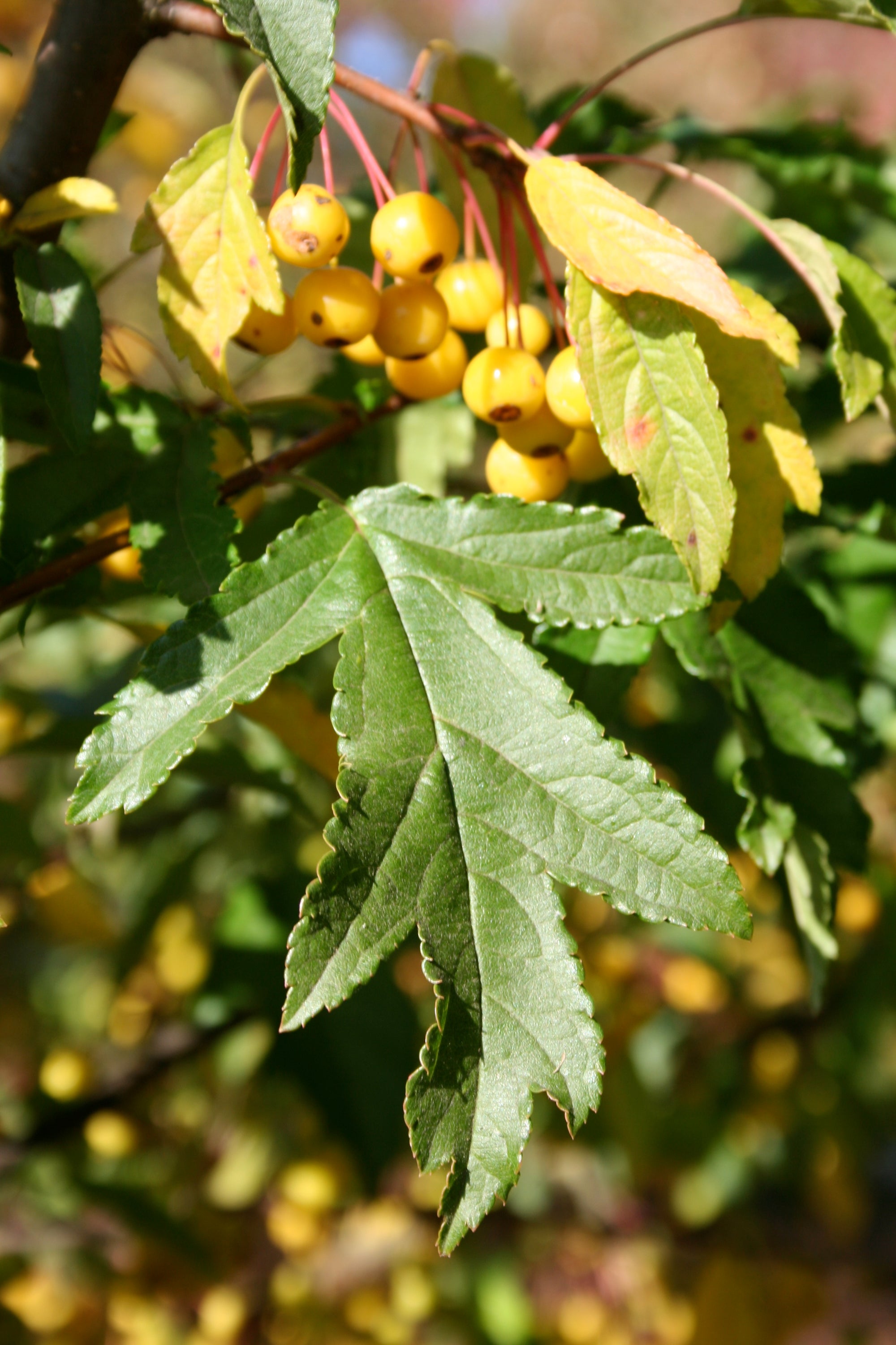 Malus Golden Raindrops Schmidtcutleaf PP14375 Golden Raindrops Crabapple