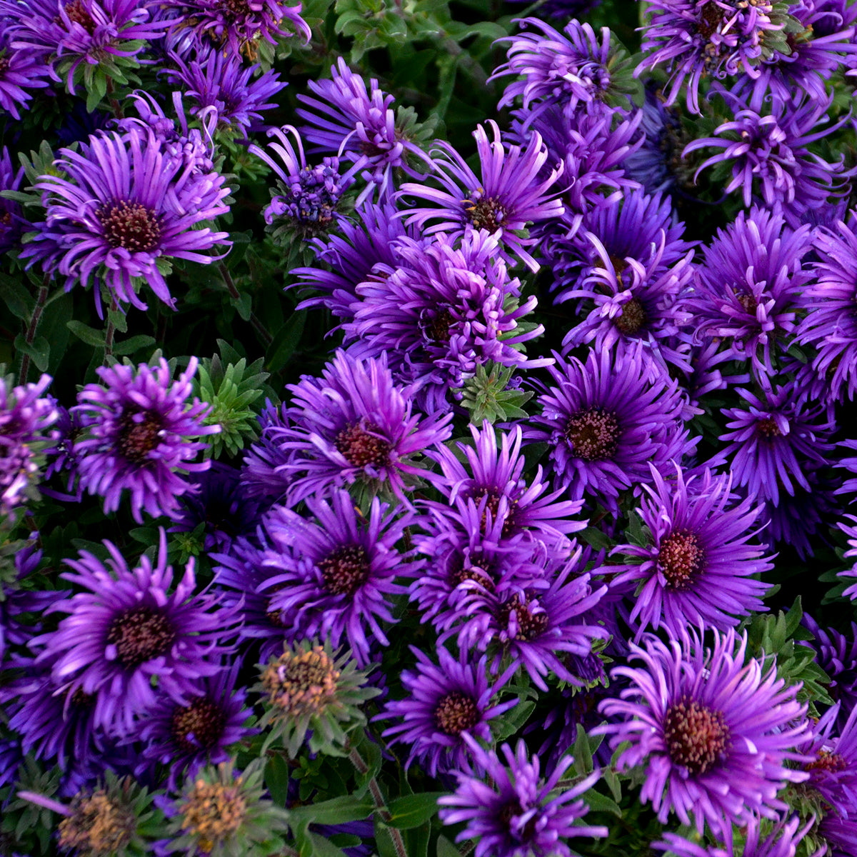 Aster novae angliae Grape Crush PP33612 Grape Crush New England Aster