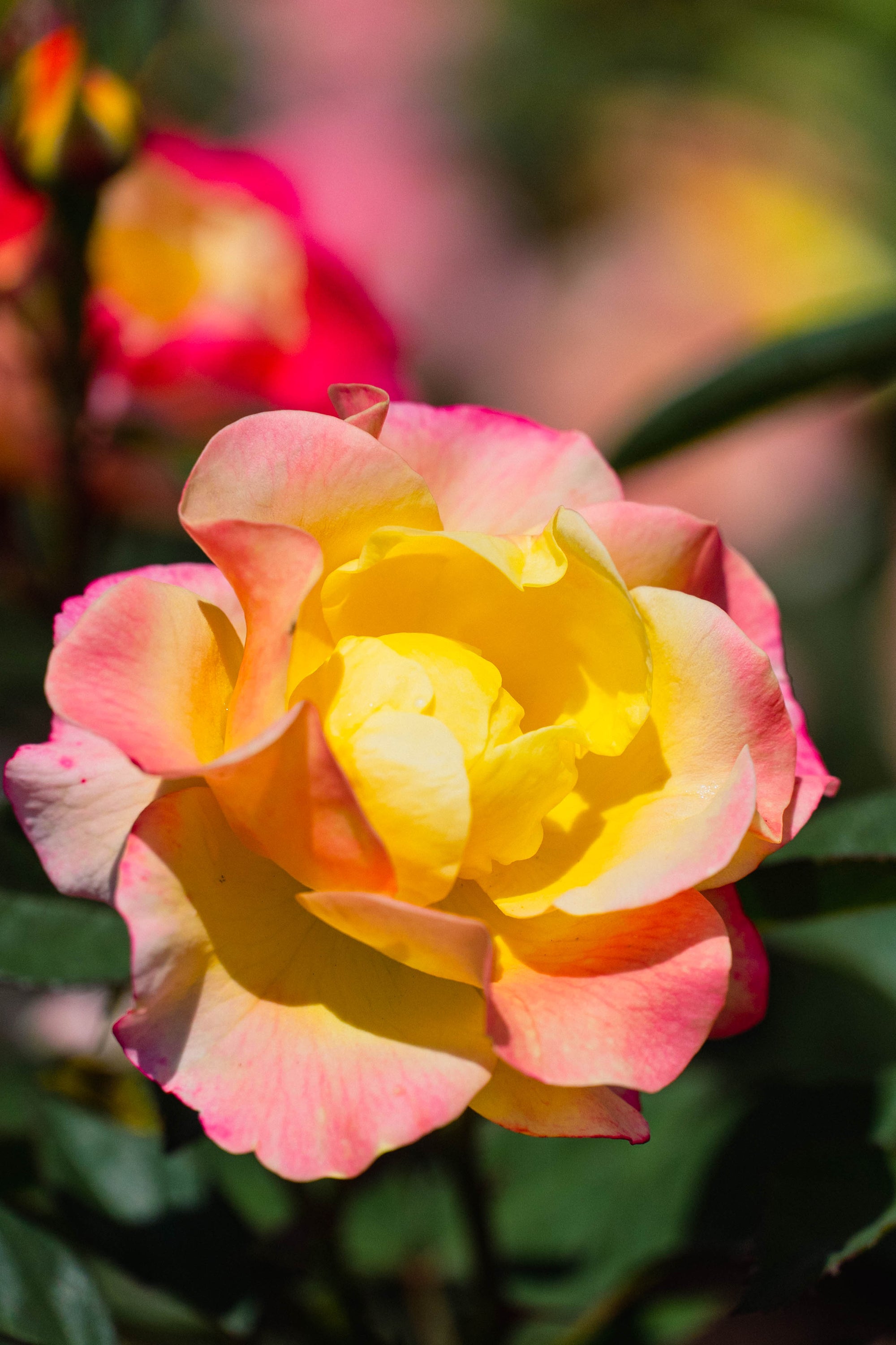 Rosa Gumball Goody VLR12062 PP36022, CPBRAF Gumball Goody Rose