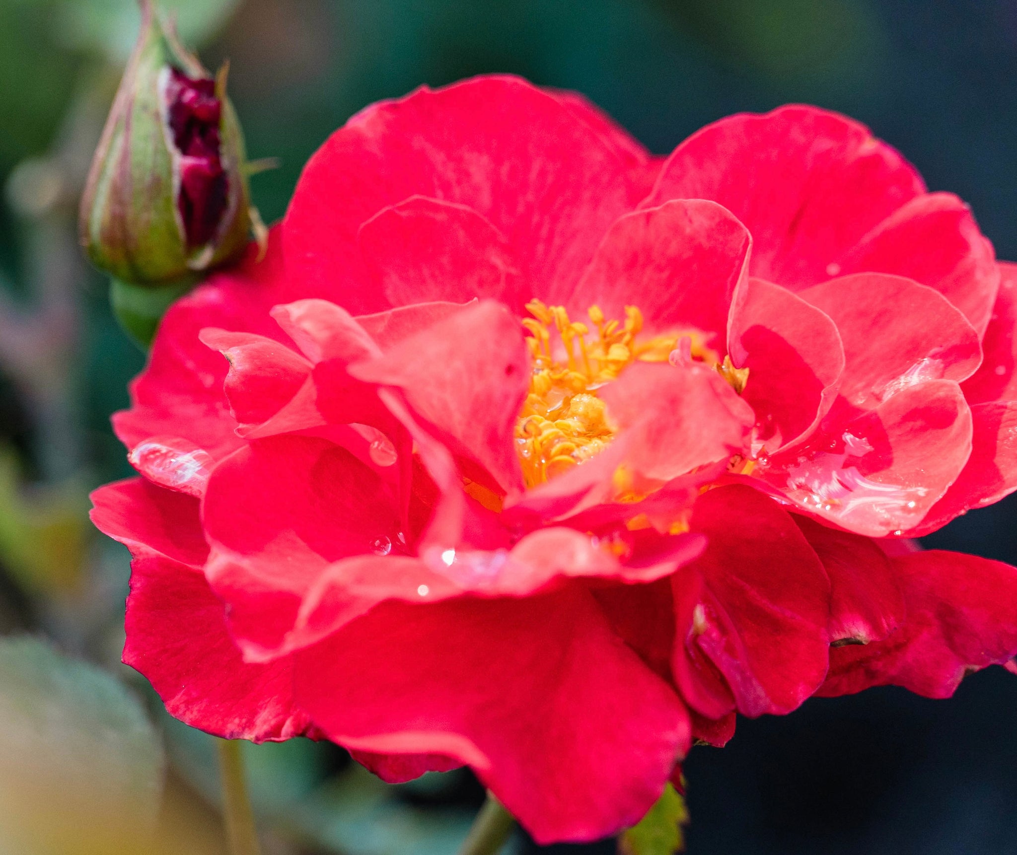 Rosa Cinnamon Hearts VLR13003 PP35575, CPBRAF Cinnamon Hearts Rose