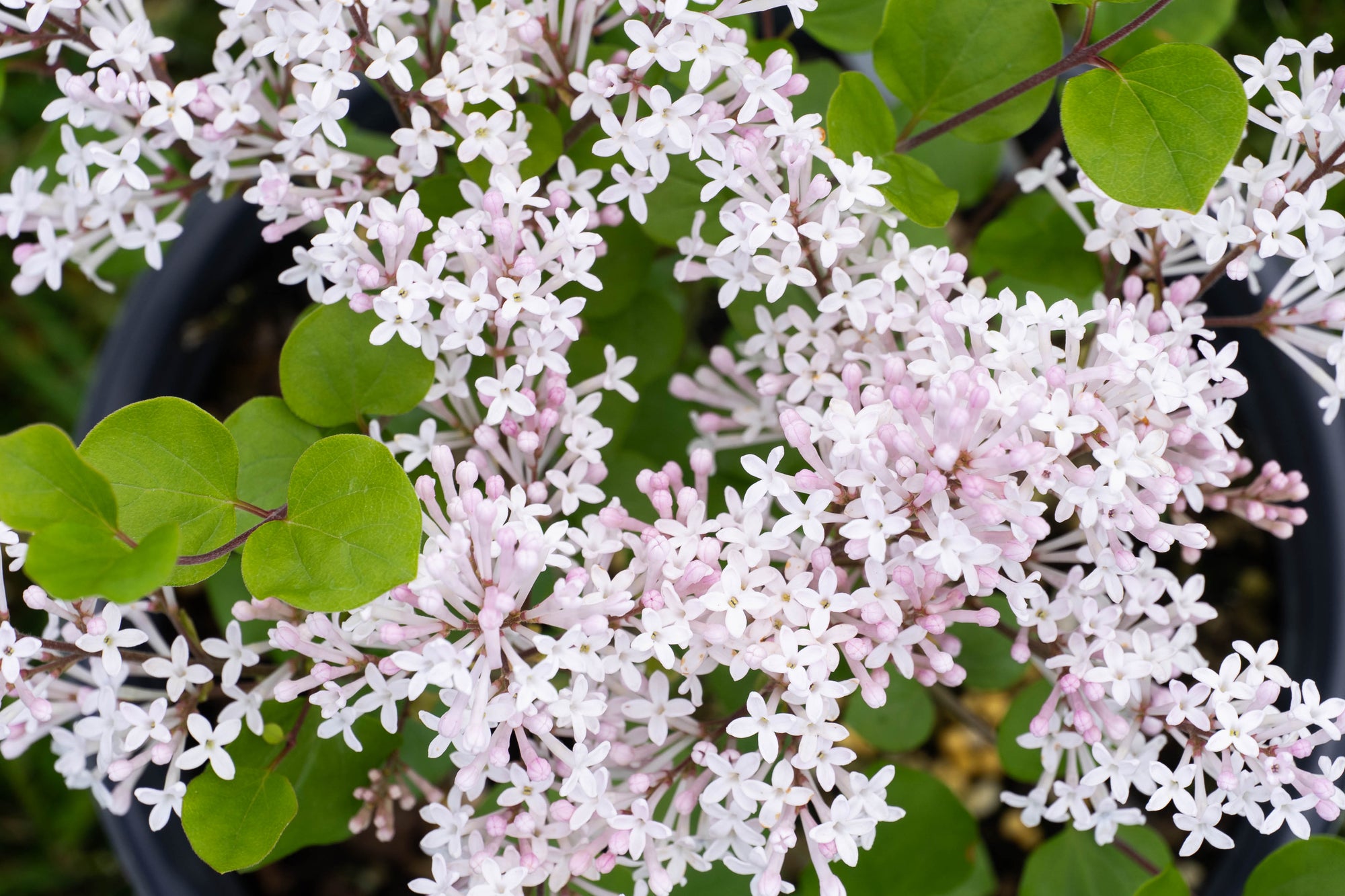 Syringa meyeri Pearl Potion JDB123WHITEHOUSE USPP31664, CPBRAF Pearl Potion Lilac