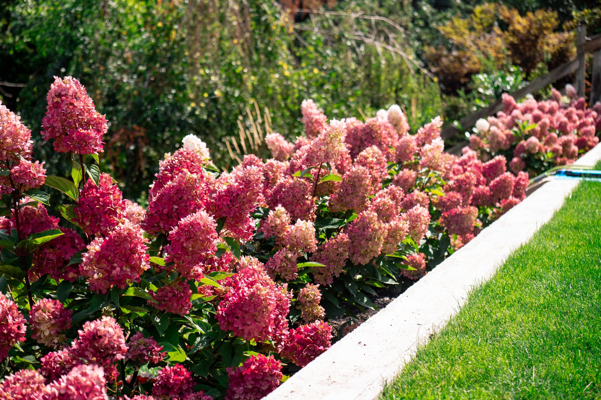 Hydrangea paniculata Bouncy Bokomabou CPBRAF, USPPAF Bouncy Panicle Hydrangea