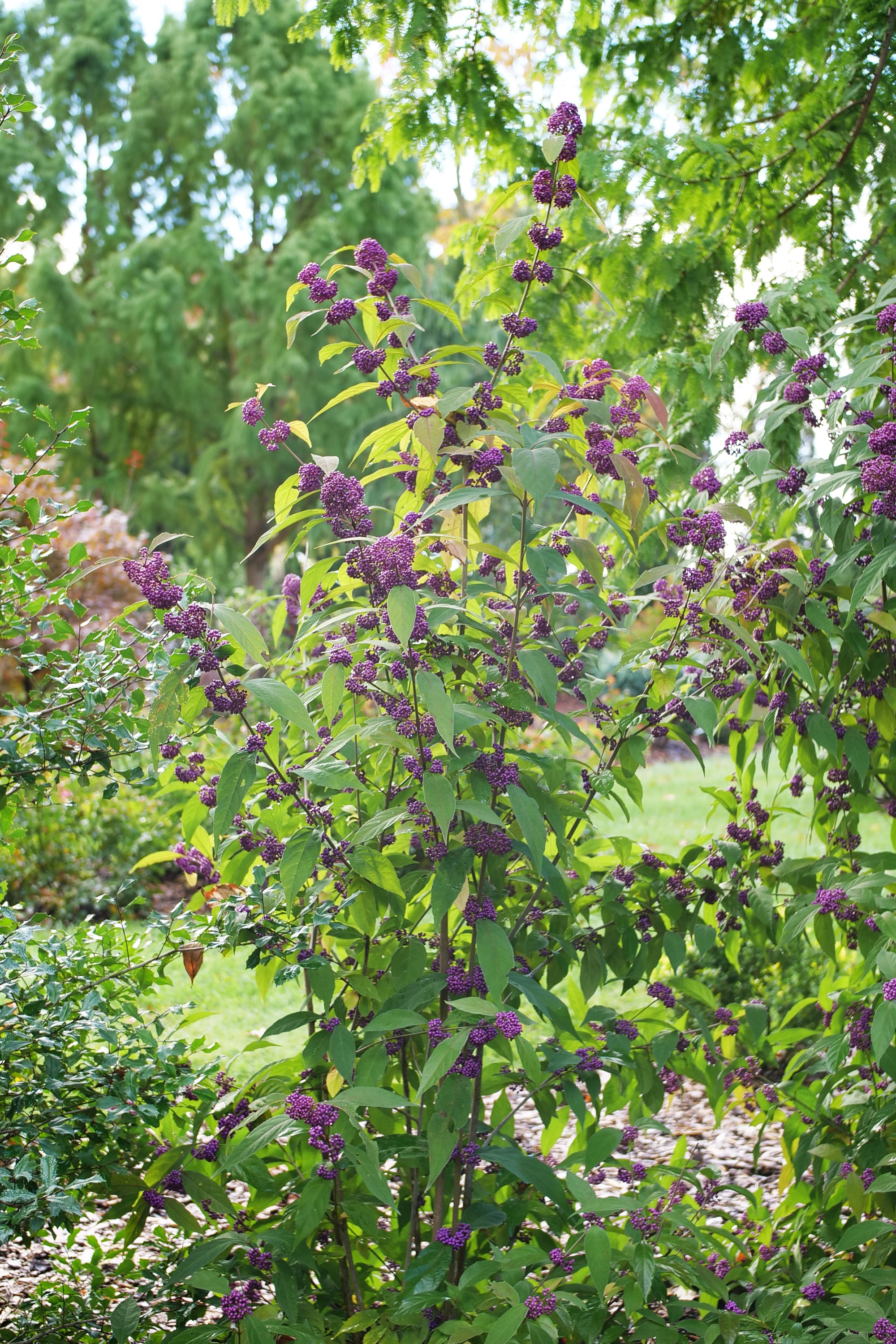 Callicarpa x Bubble Up SMNCJLIEP Bubble Up Beautyberry