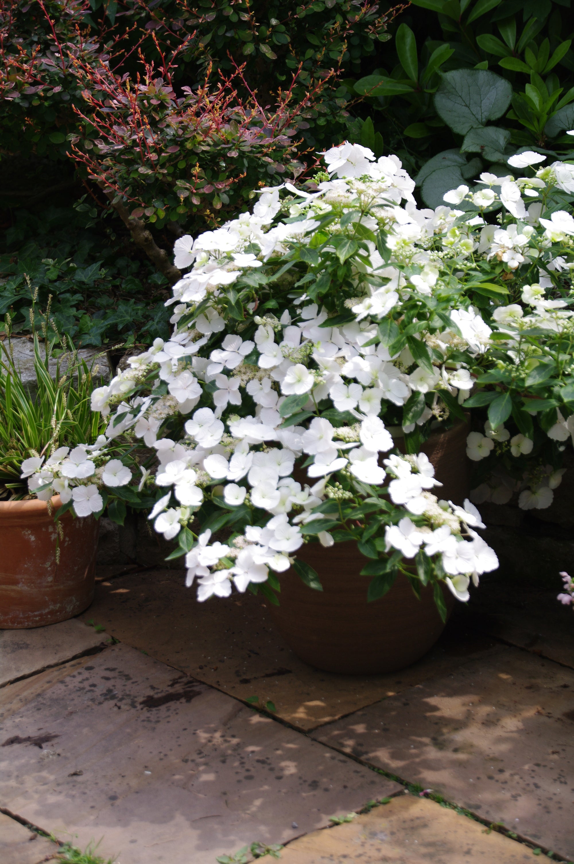 Hydrangea x USHYD0405 Fairytrail Bride PP 31120 Fairytrail Bride Cascade Hydrangea