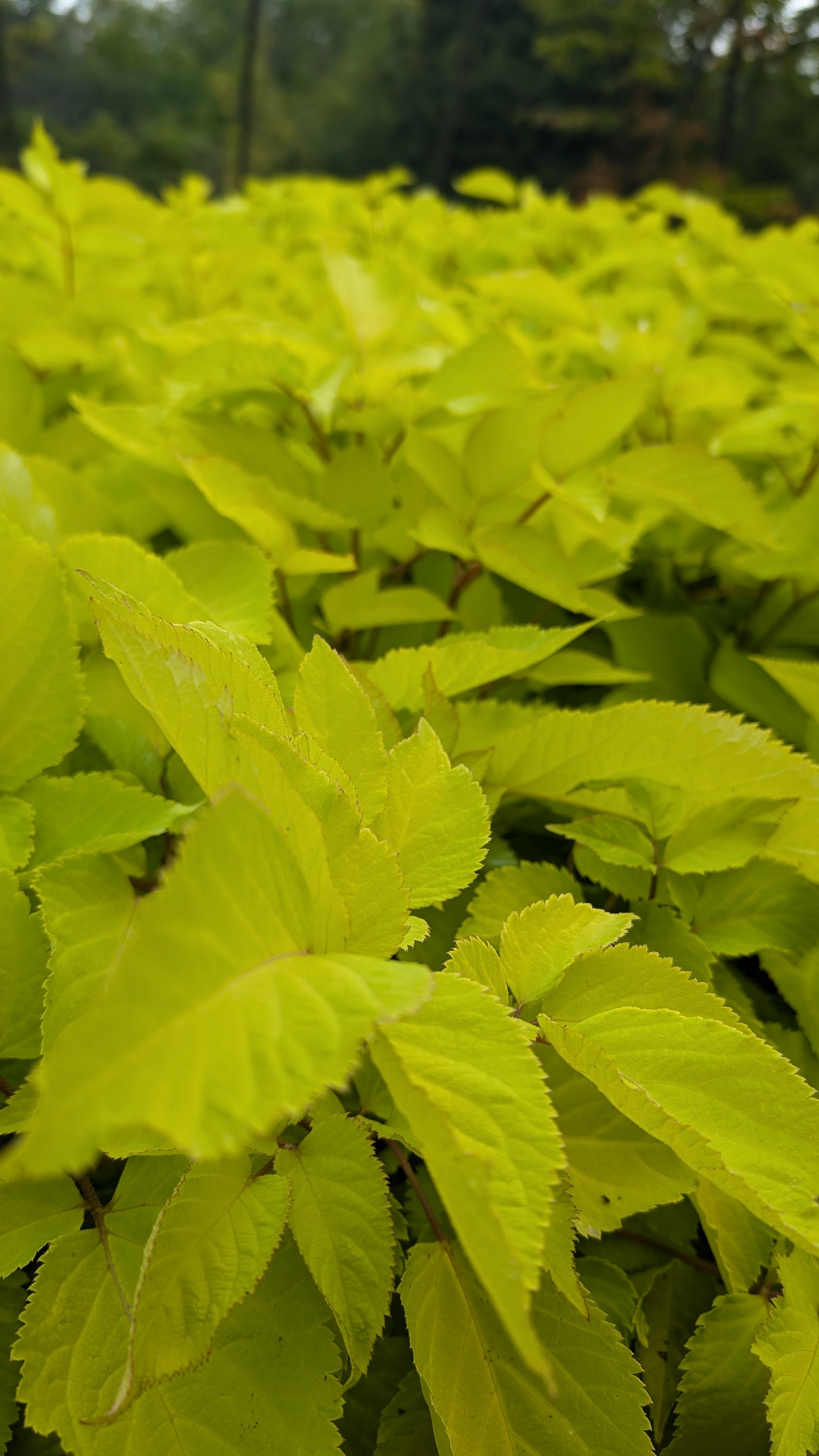 Aralia cordata Sun King Golden Japanese Spikenard
