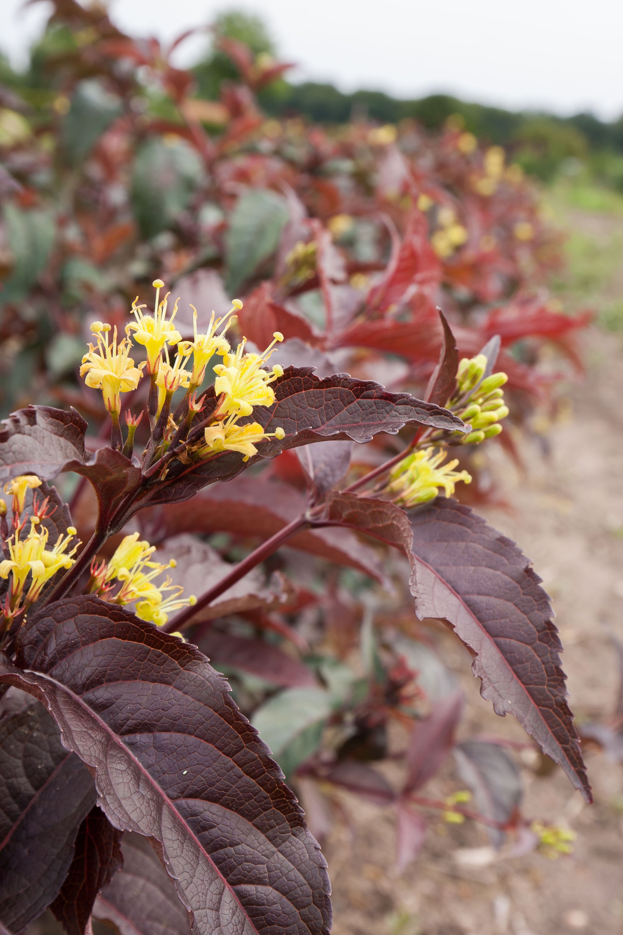 Diervilla splendens Nightglow El Madrigal PP28060, CPBR5626 Nightglow Bush Honeysuckle