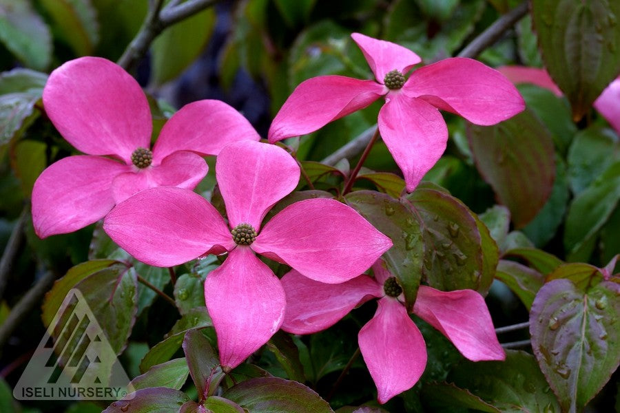 Cornus kousa Satomi Satomi Flowering Dogwood