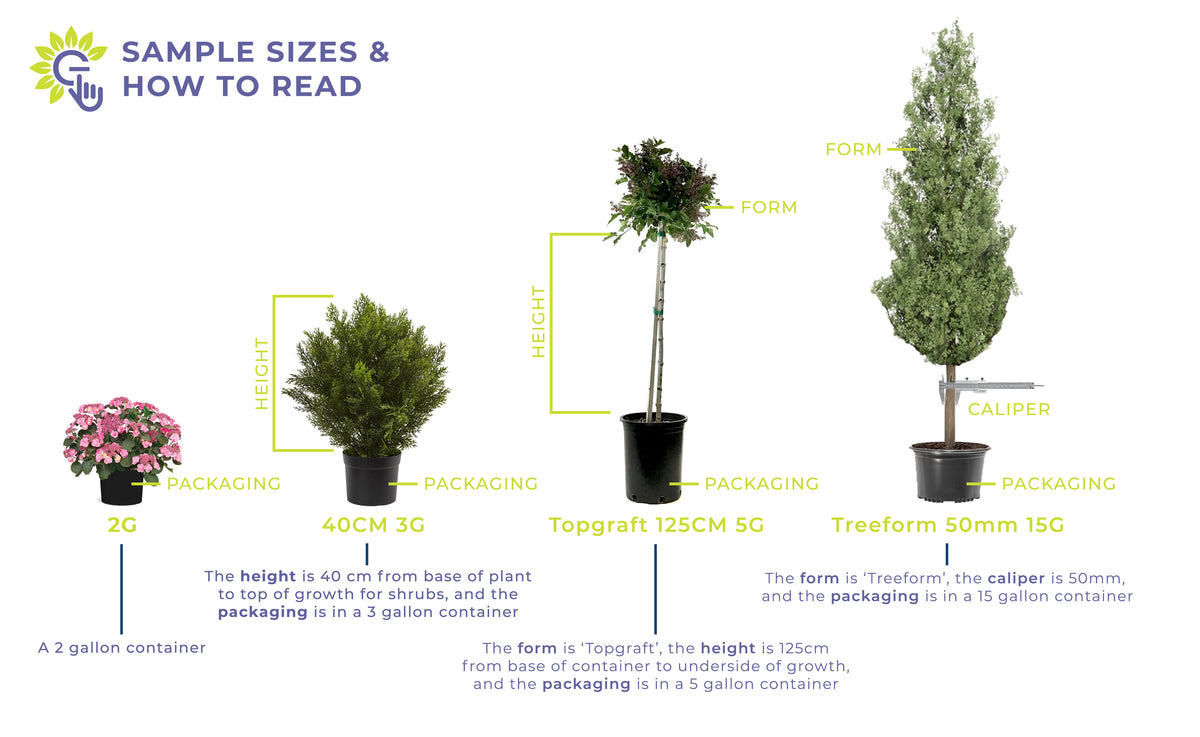 Plant Size Definitions GardenTap