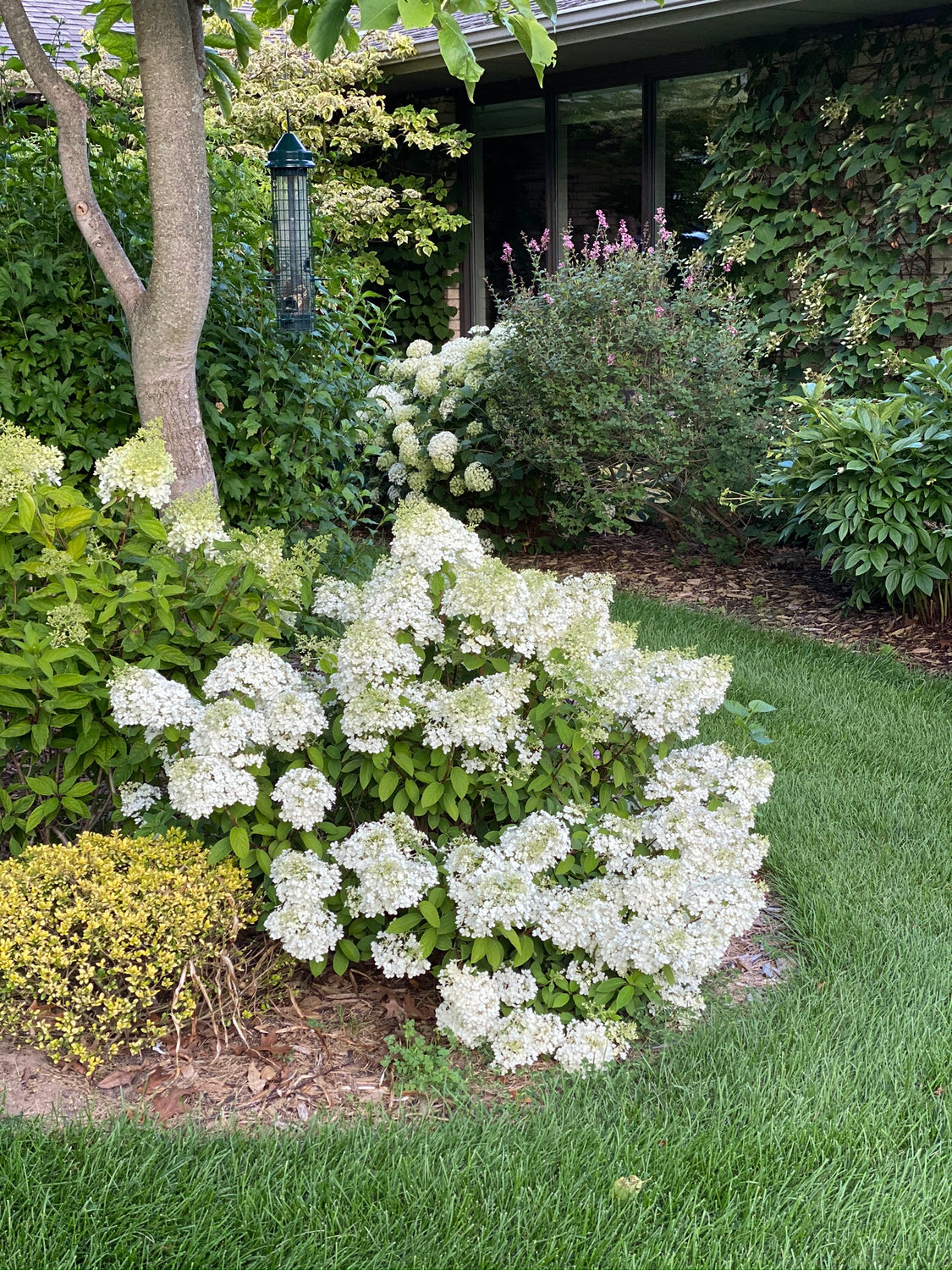 Bobo Hydrangea 2g