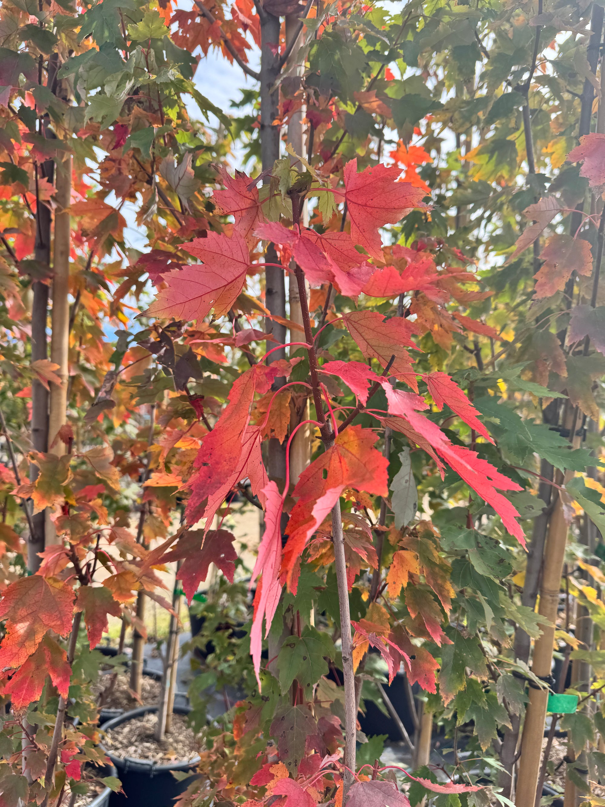 Red Sentinel® Maple