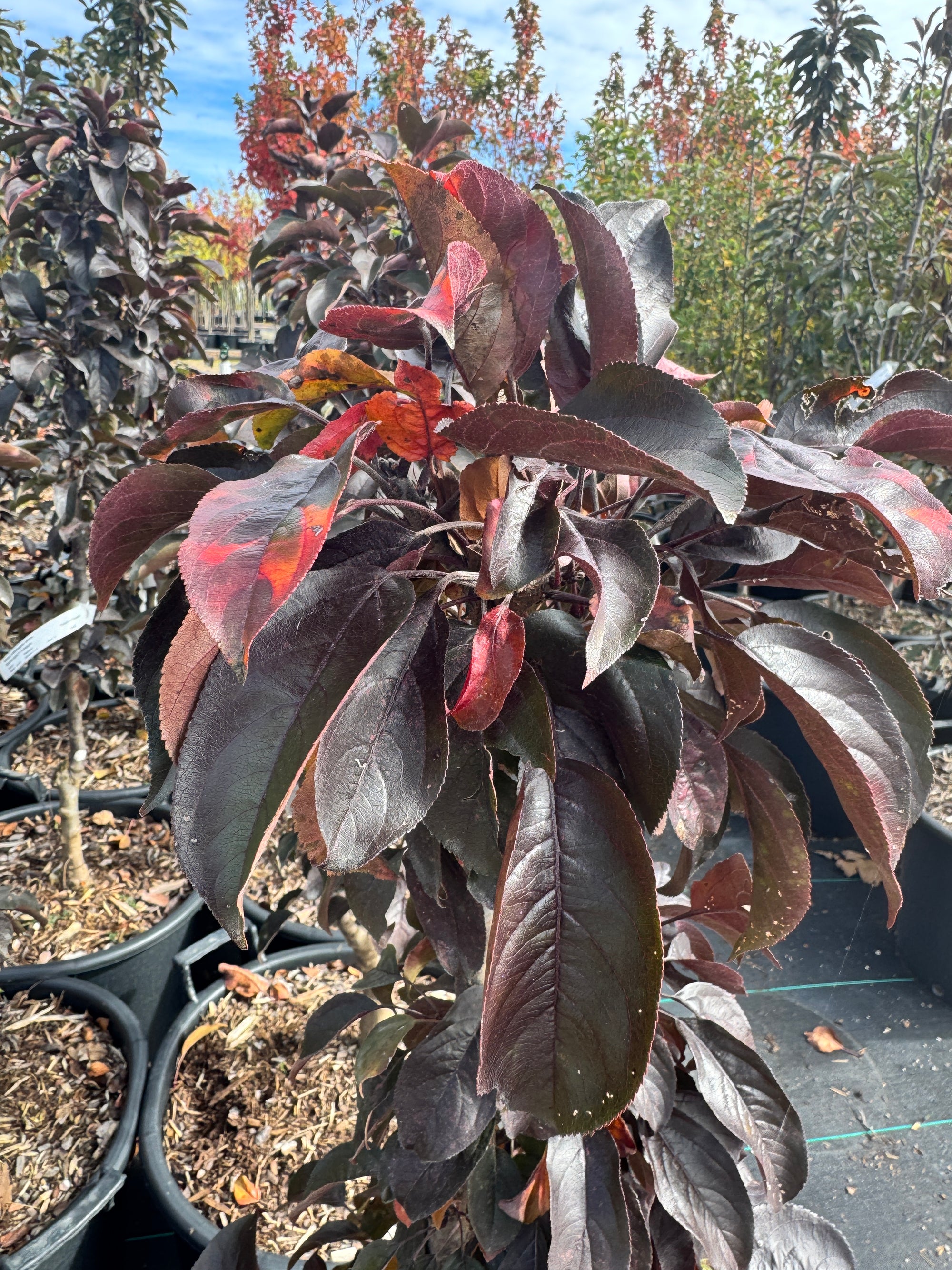 Midnite Spire™ Crabapple