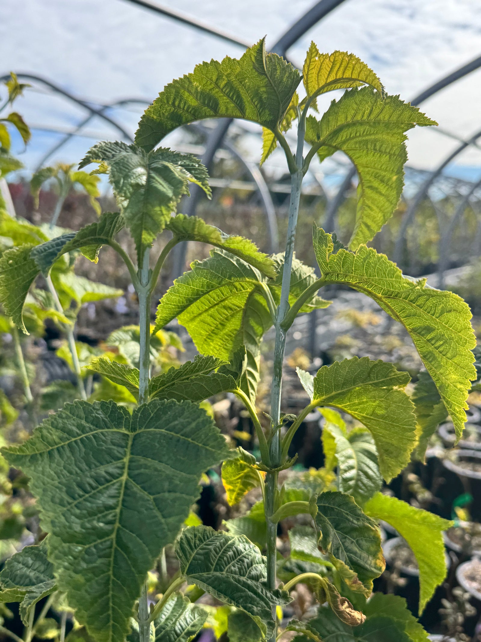 Redvein Maple